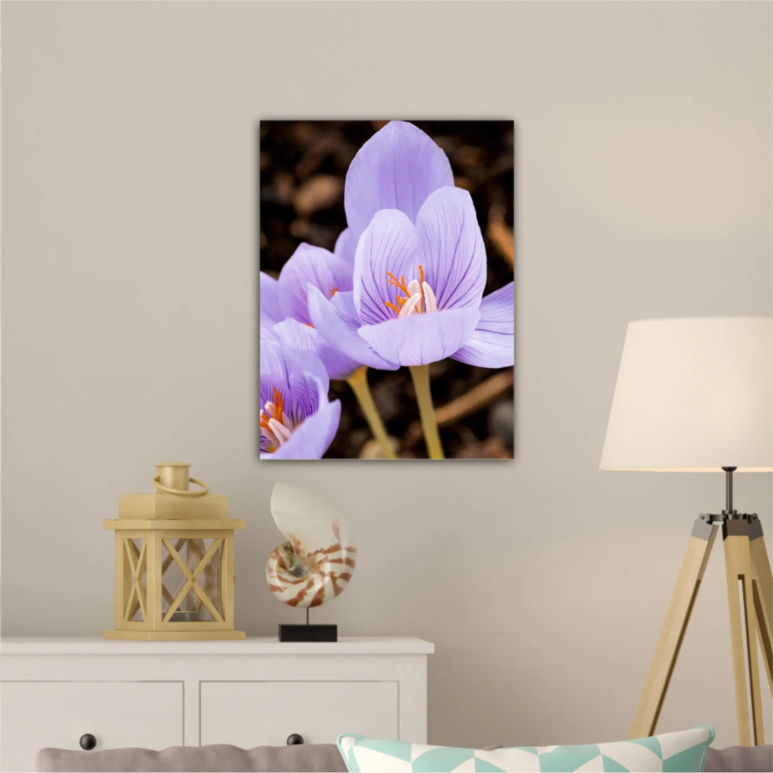 Crocus purpuriu