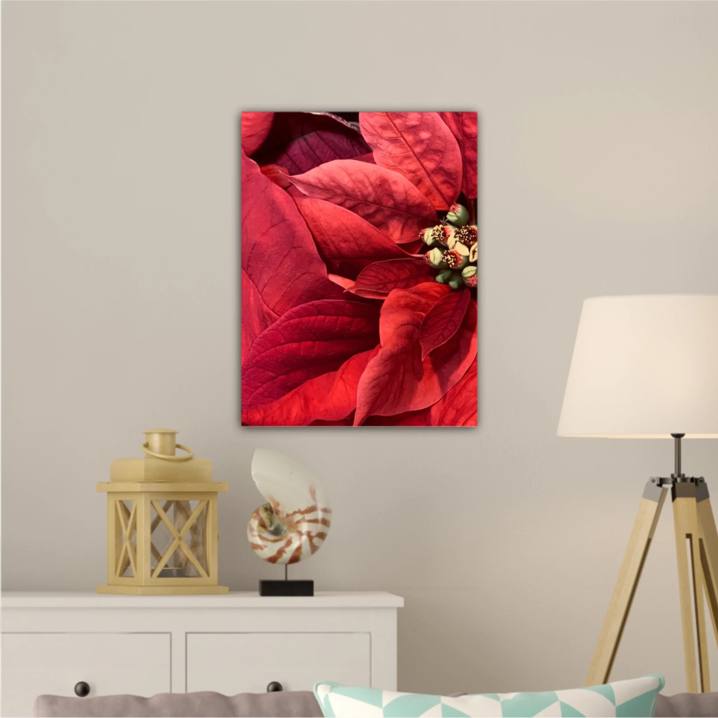 Red Poinsettia flowers closed from above