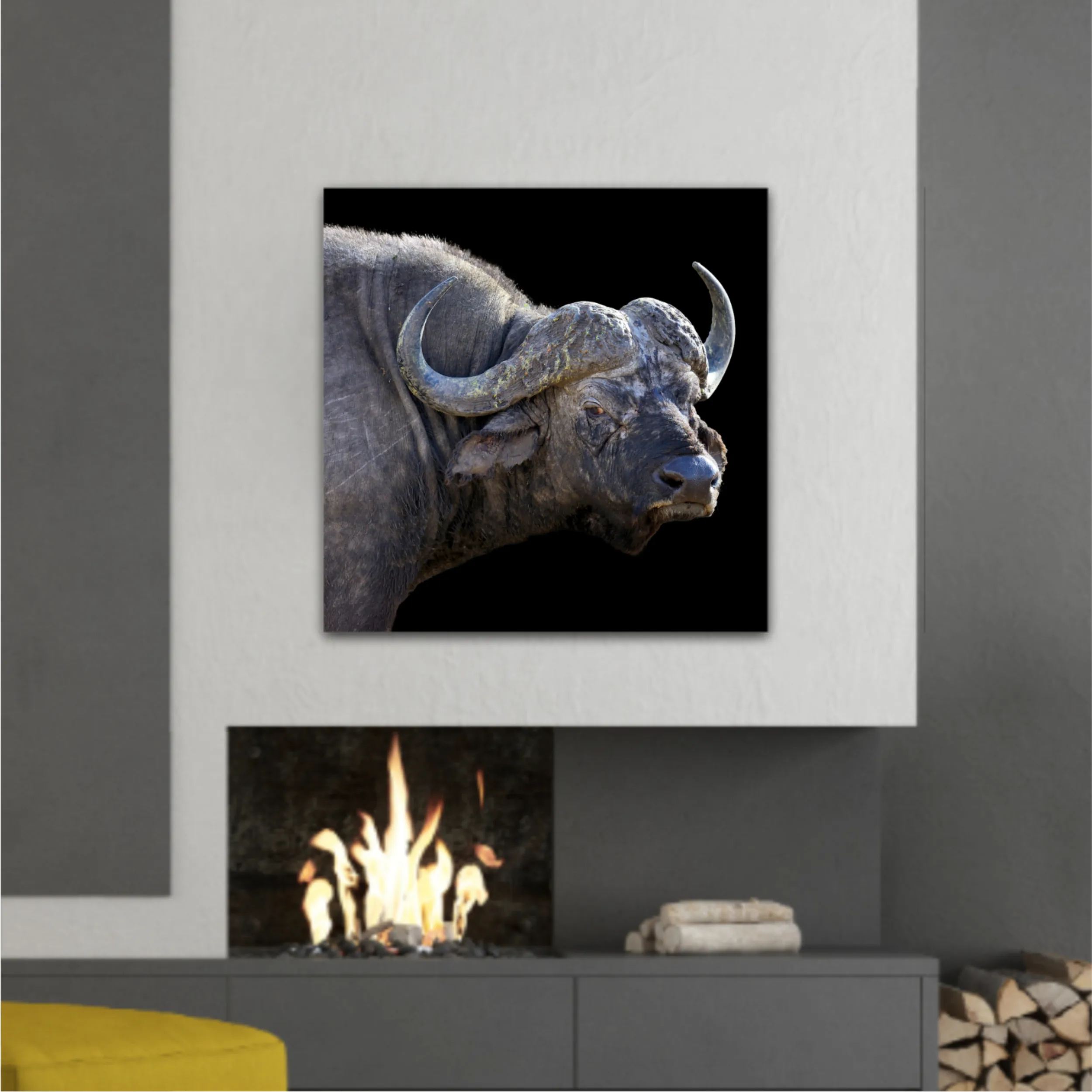 Wild african buffalo