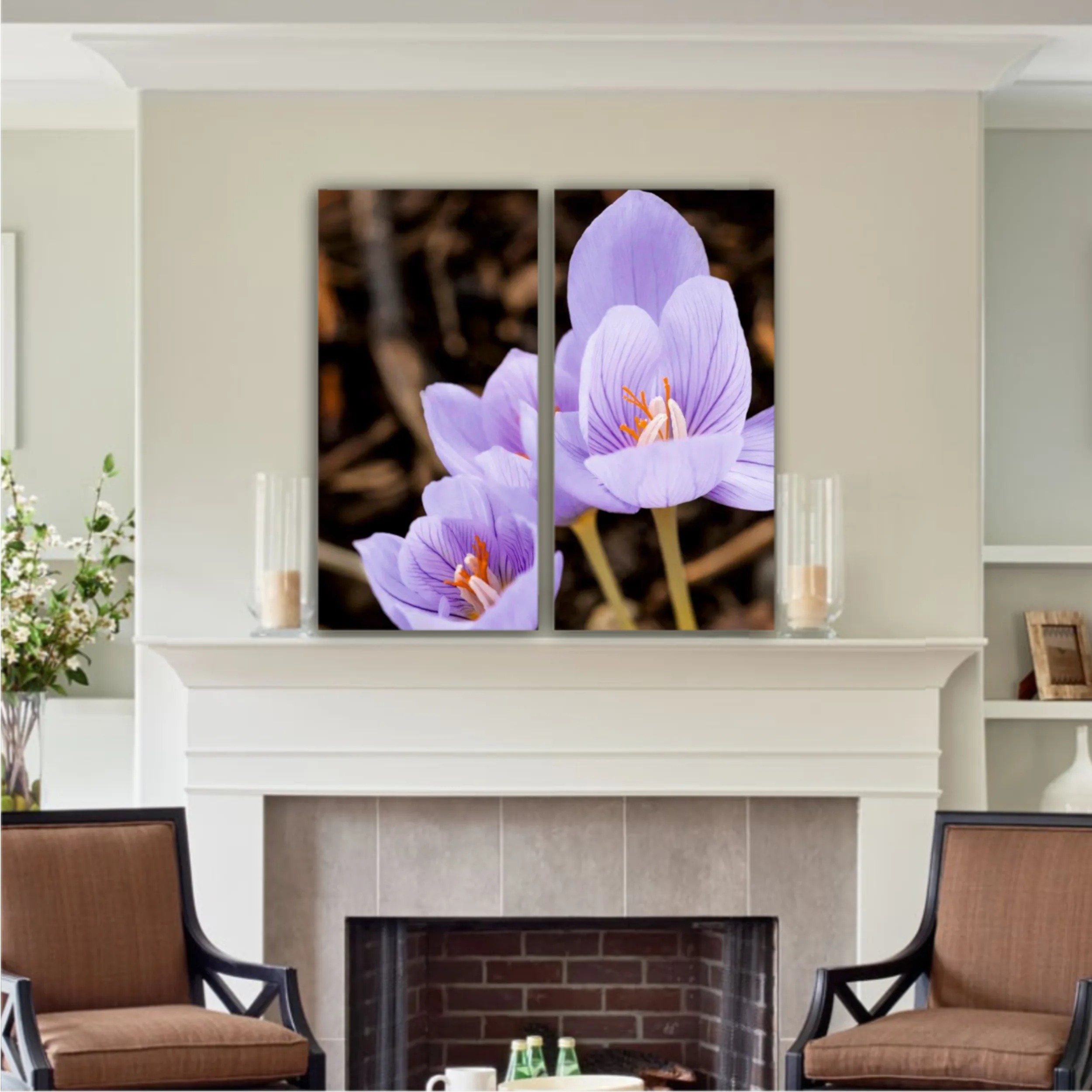 Crocus purpuriu