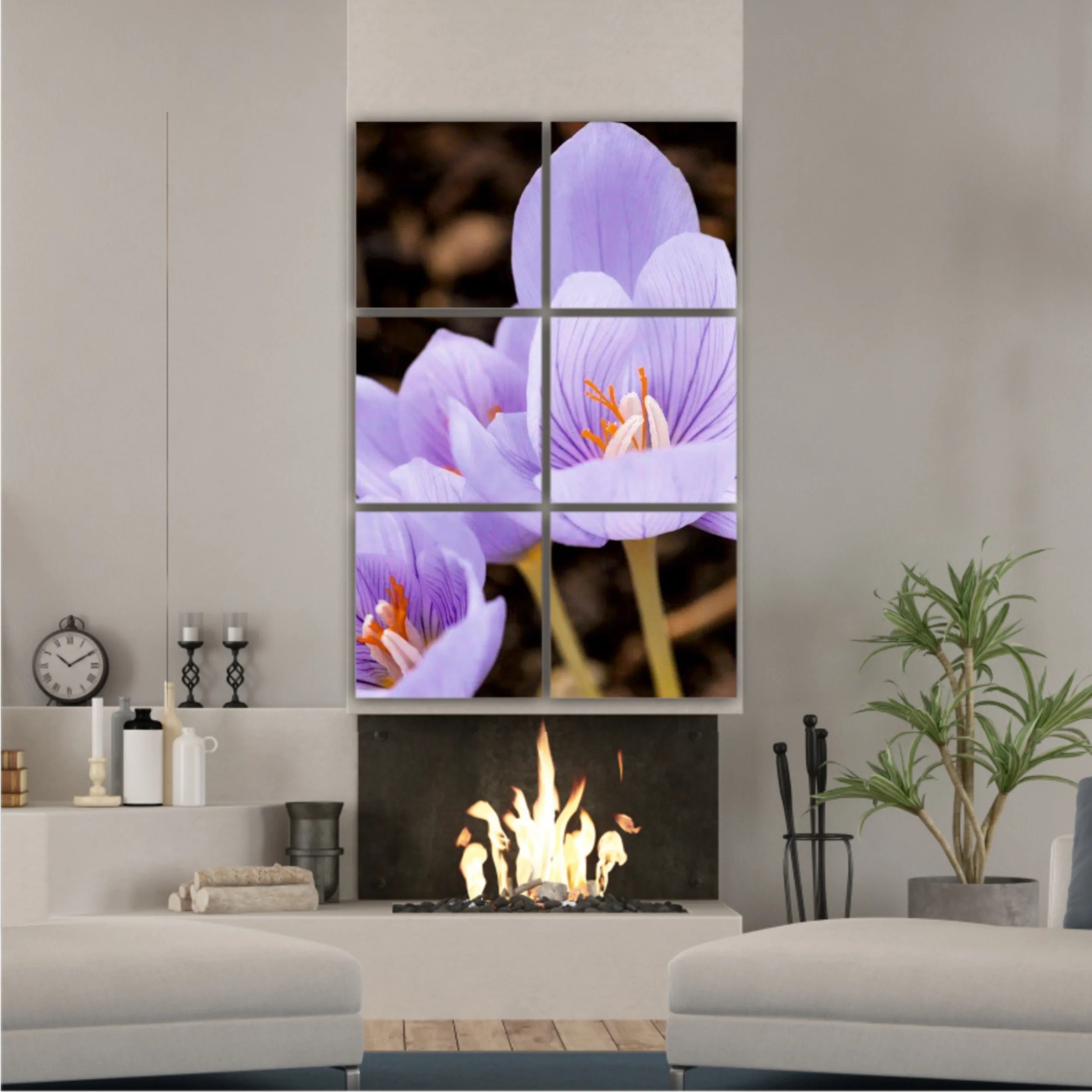 Crocus purpuriu