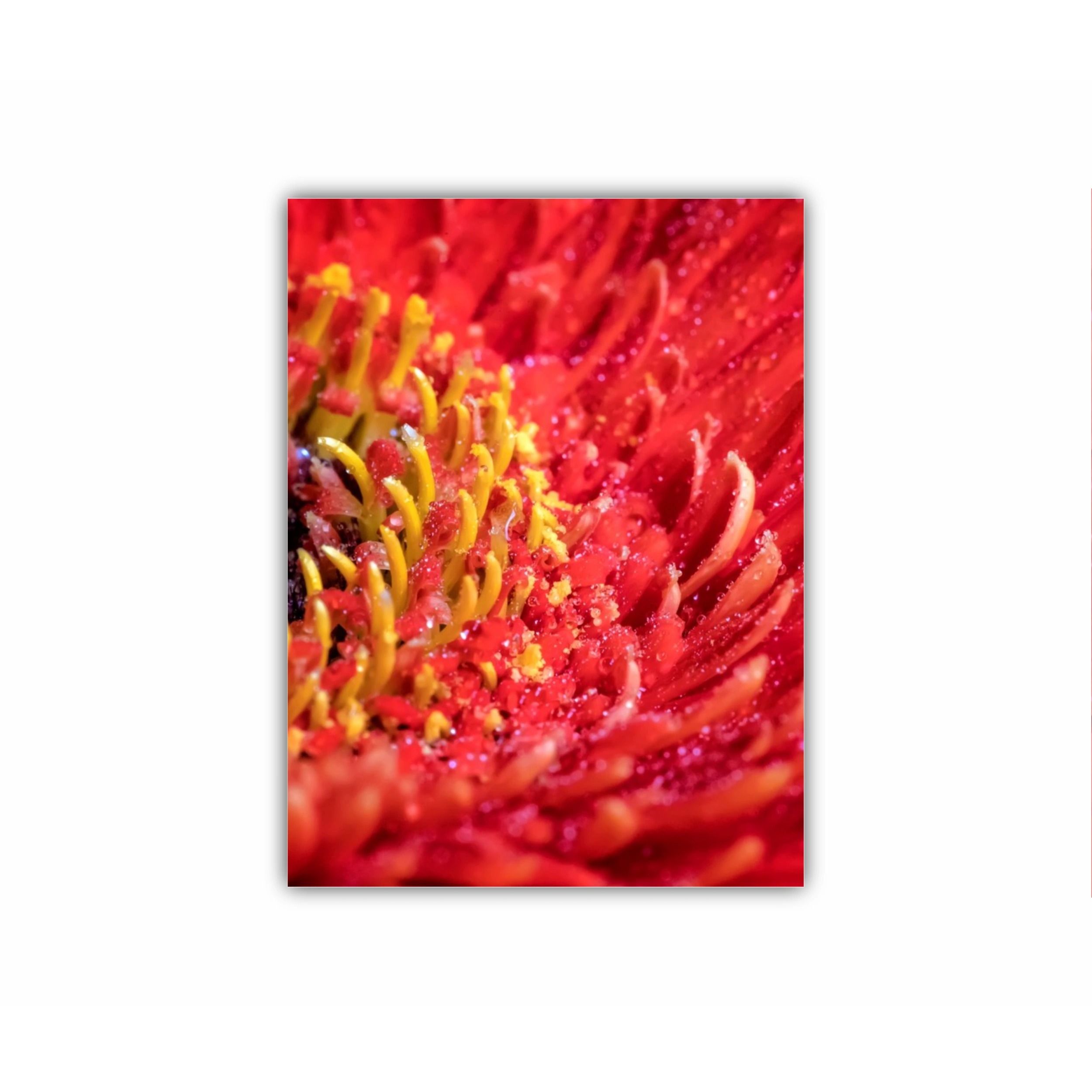 Floare de gerbera | Red gerbera flower