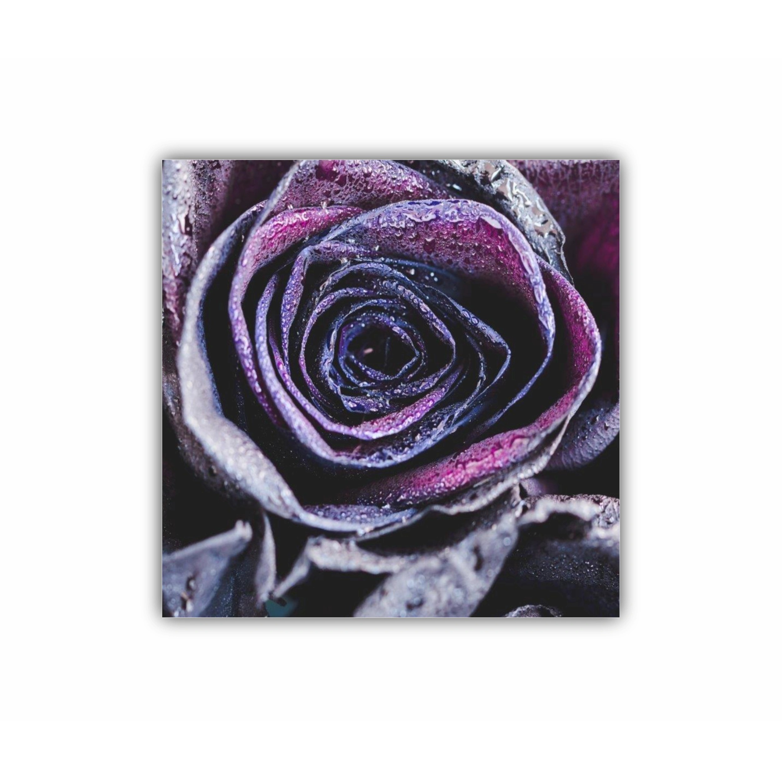 Fotografie macro de trandafiri mov - neon cu picături de ploaie. Conceptul de fantezie și magie. Focus selectiv.  |  Macro photography of purple - neon roses with raindrops. Fantasy and magic concept. Selective focus.