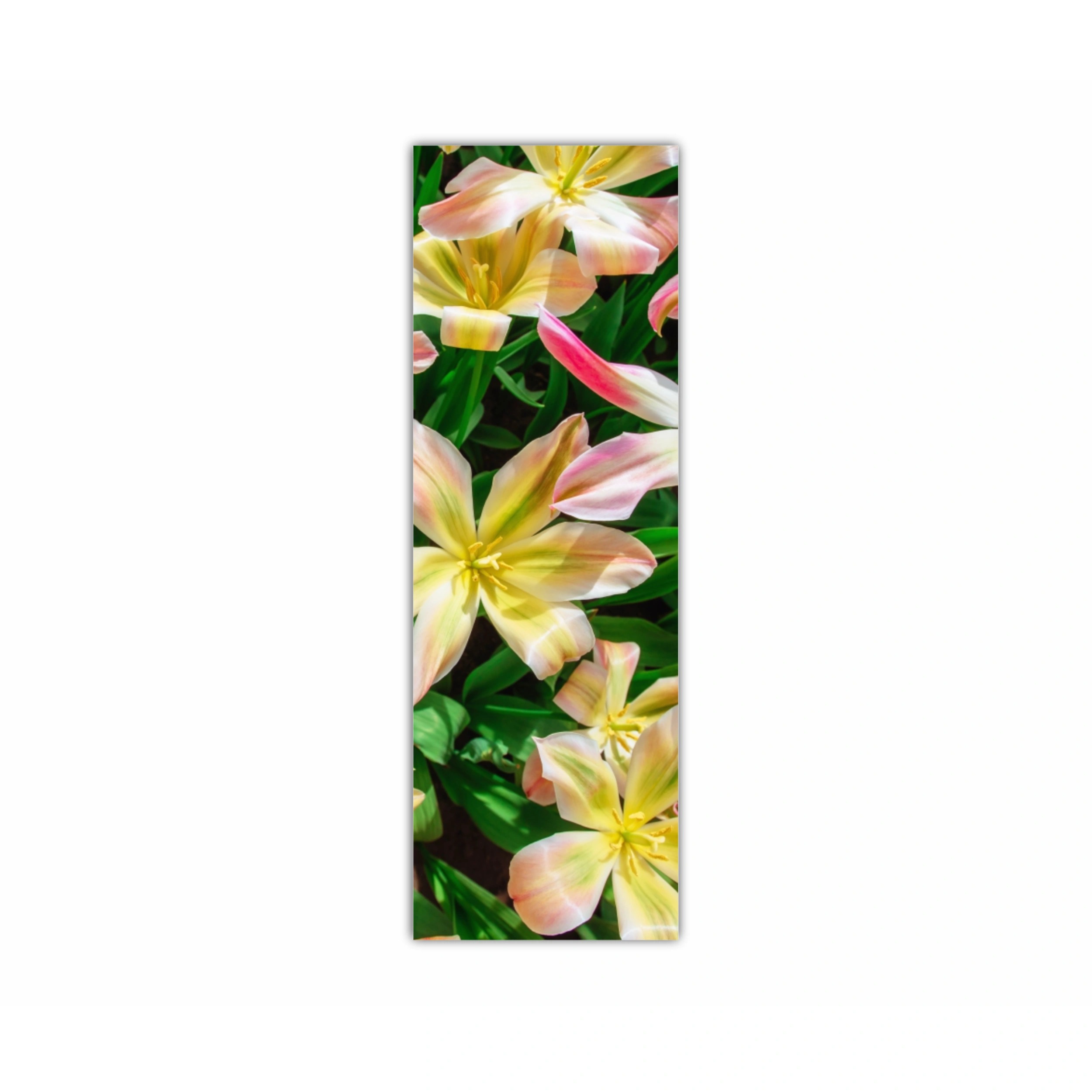 Plumeria 18