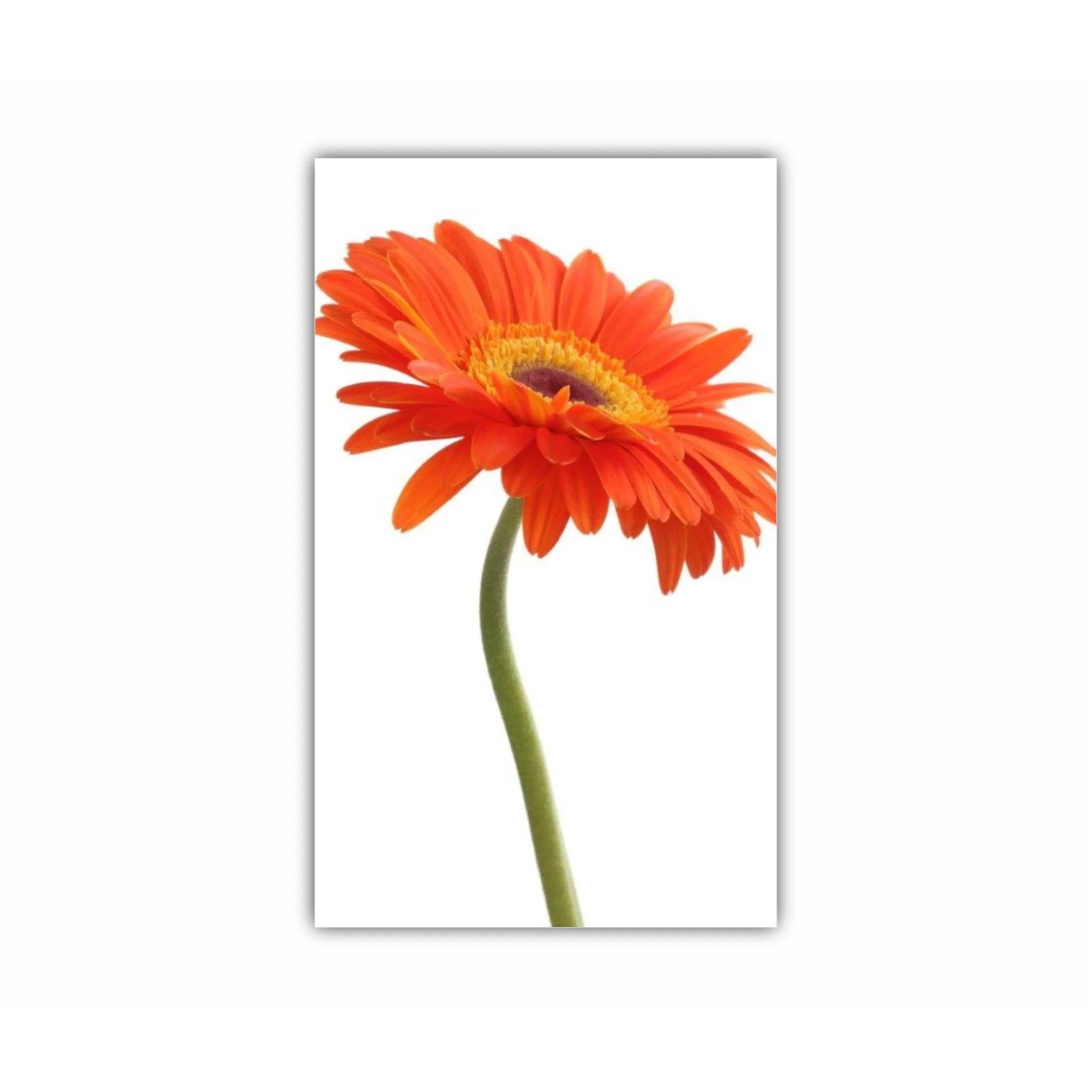 Floare de gerbera