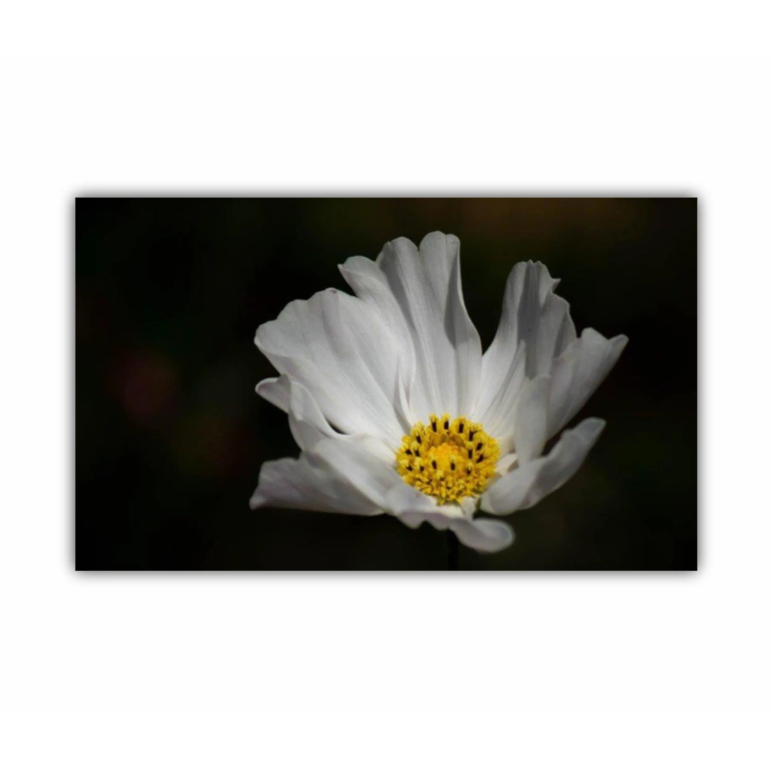 Floare alba