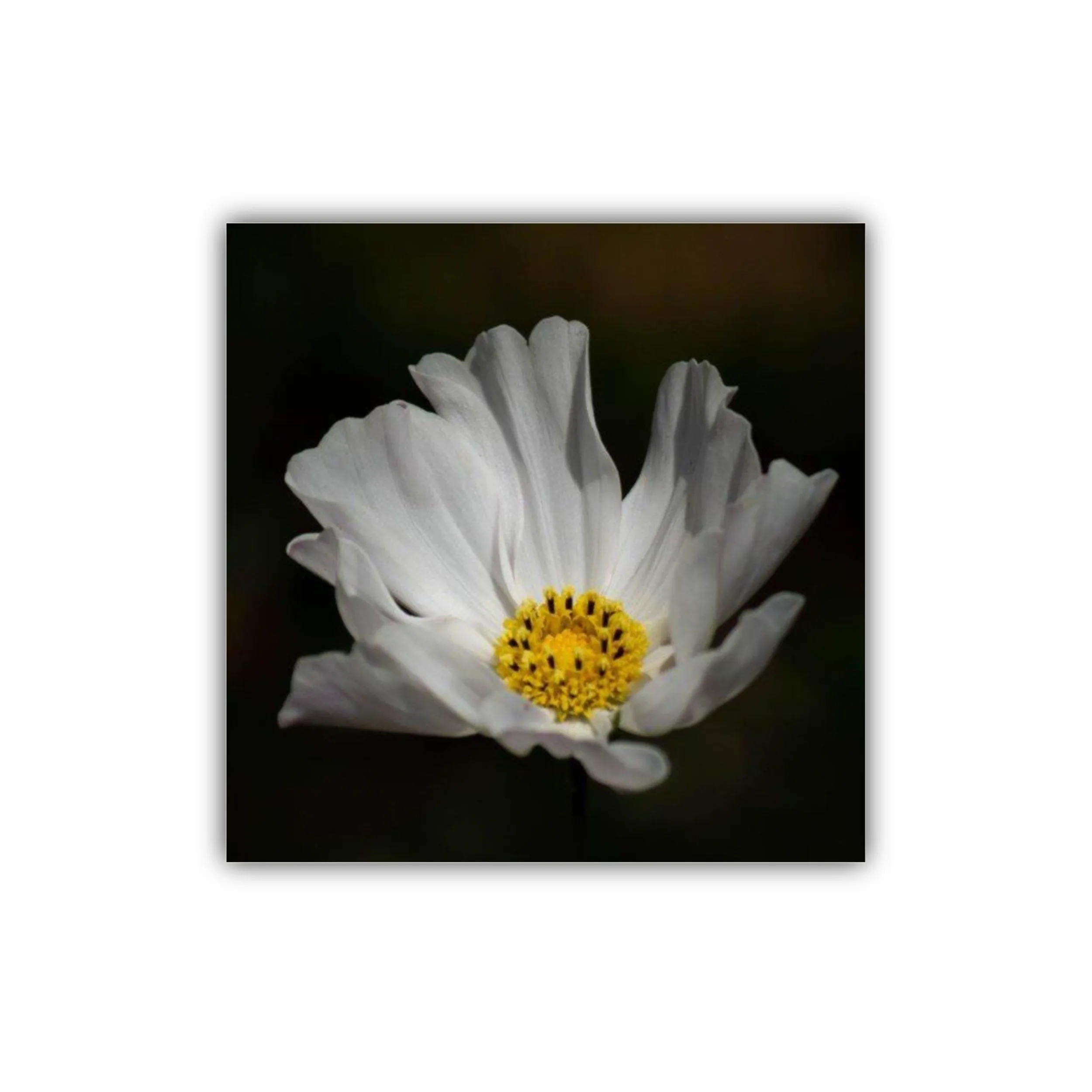 Floare alba