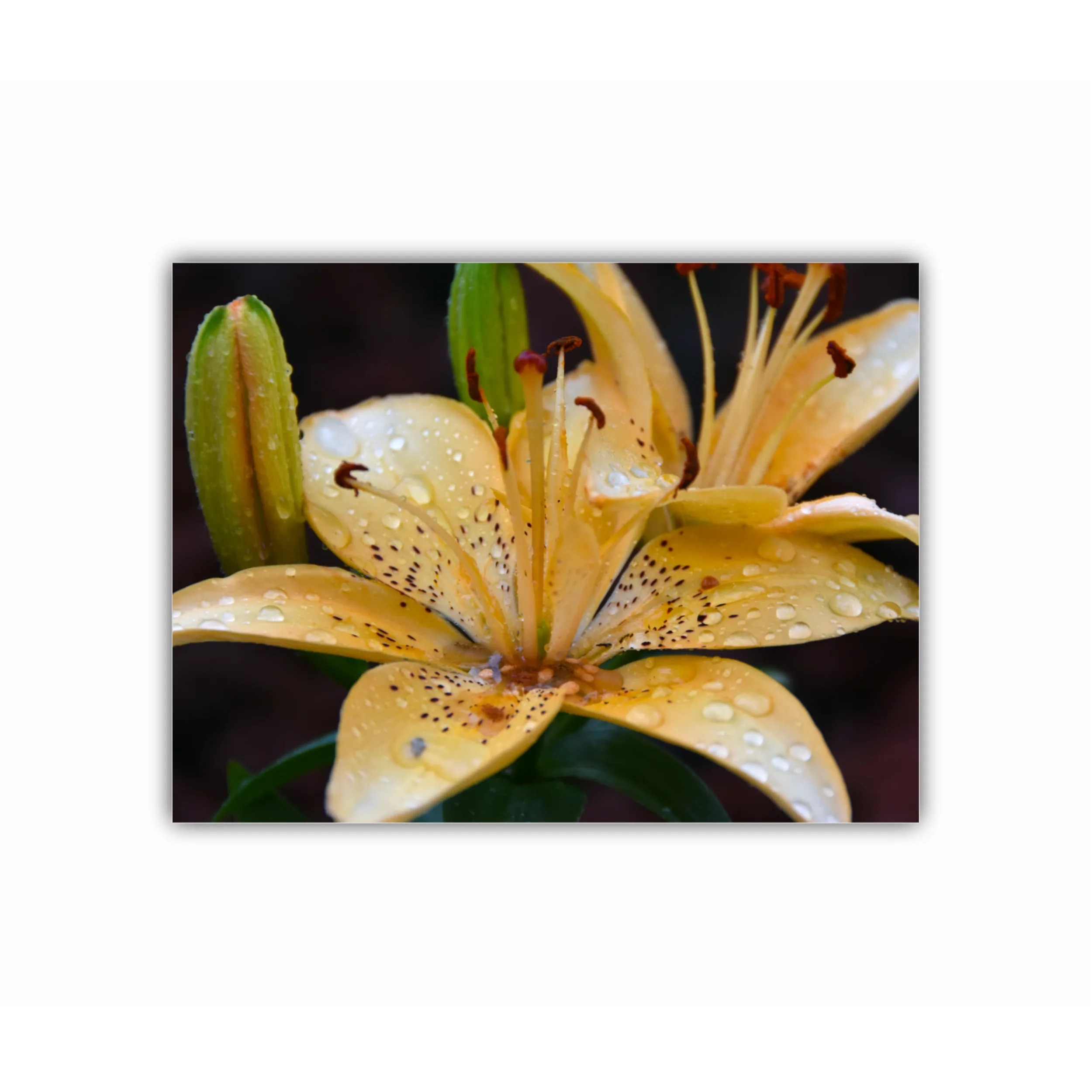 Crini - Lilies