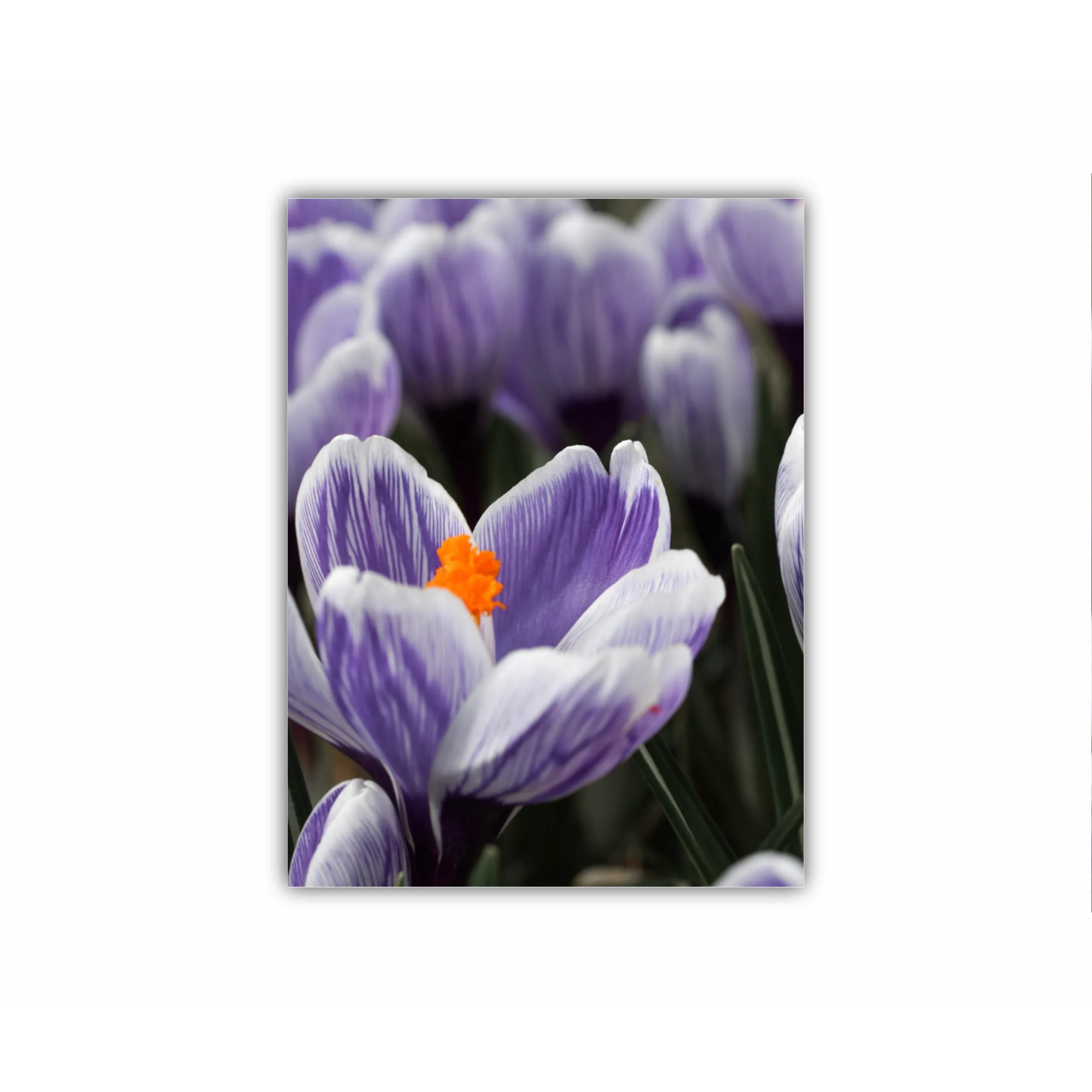 Crocus