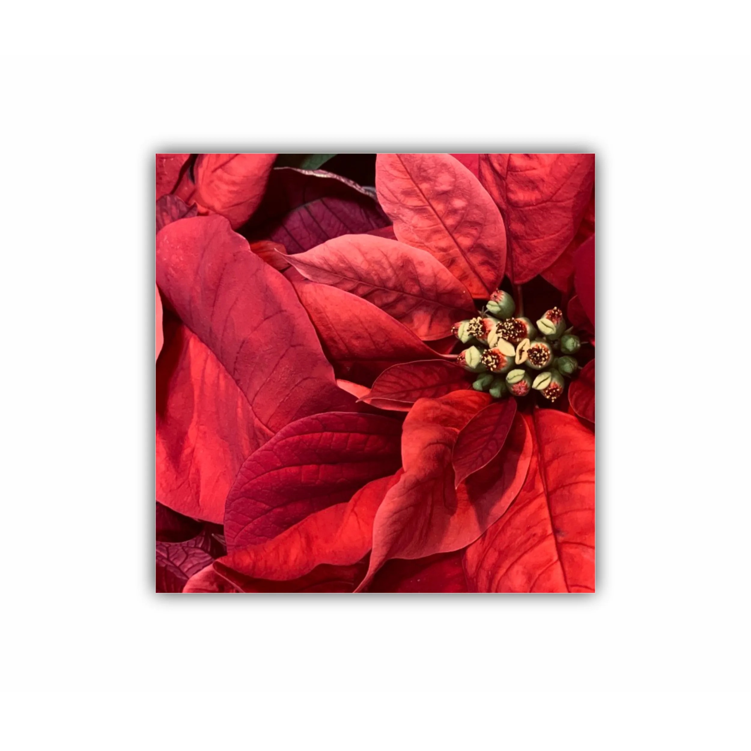 Poinsettia - Craciun Fericit - Flori rosii
