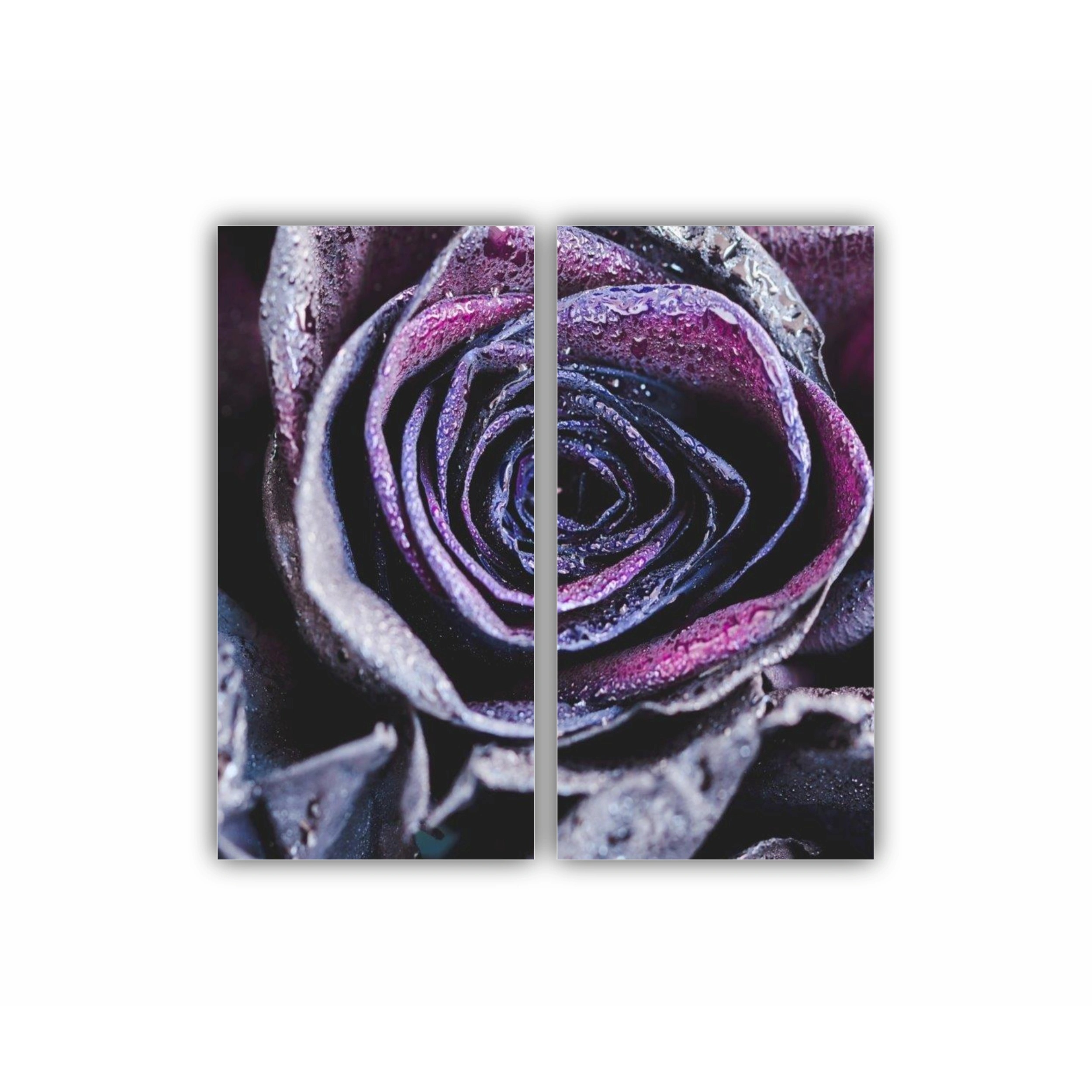 Trandafiri mov | Purple Roses
