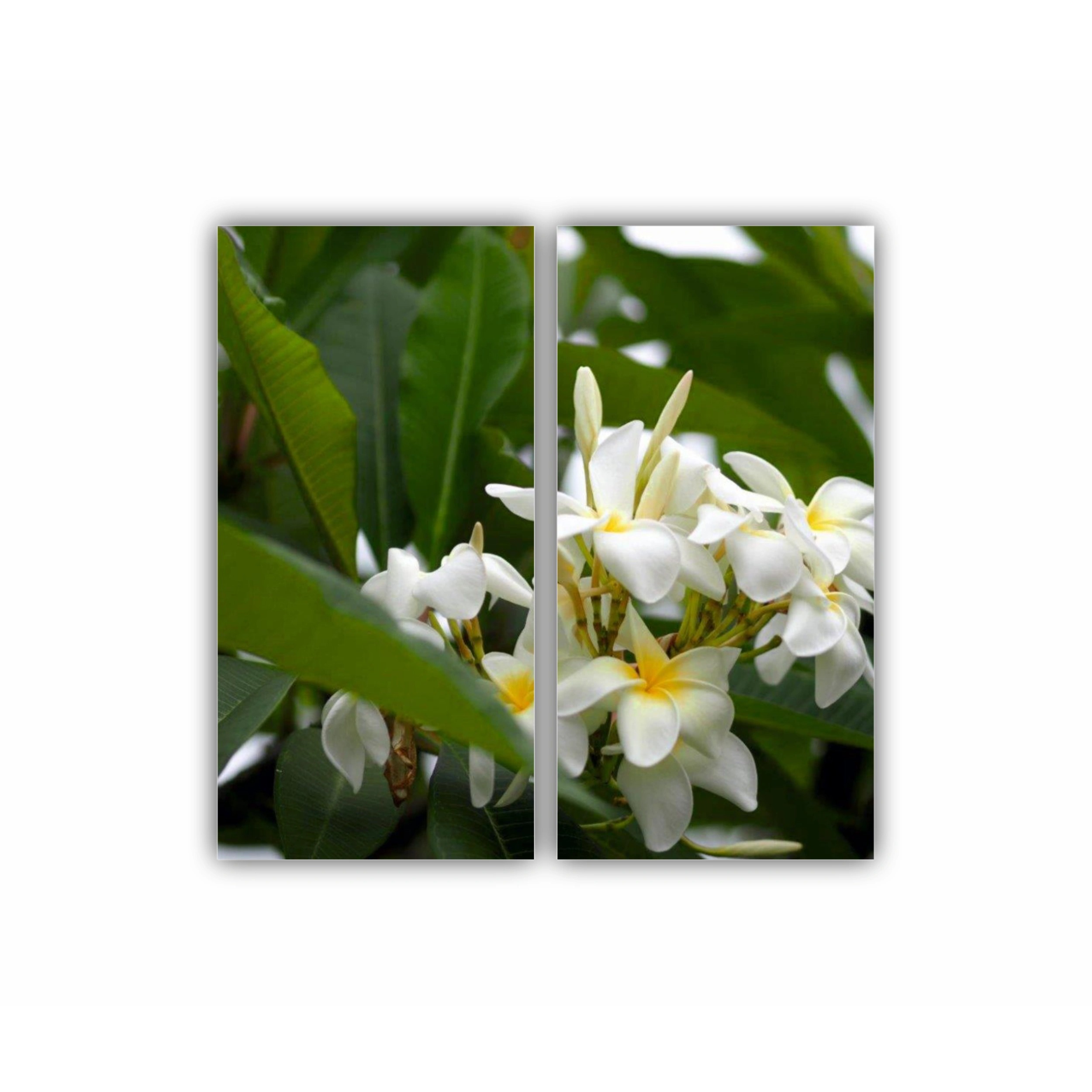 Plumeria 3