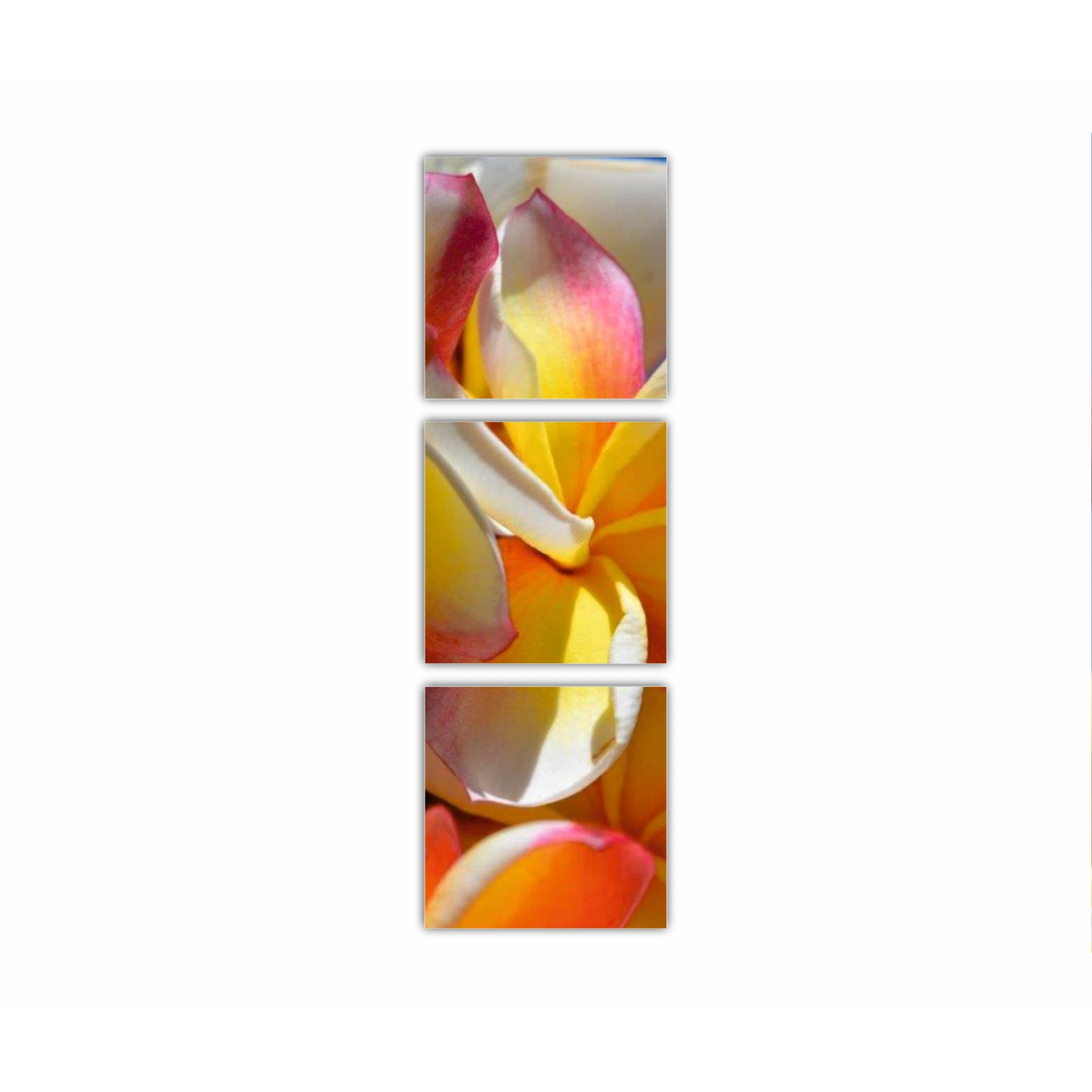 Plumeria 6