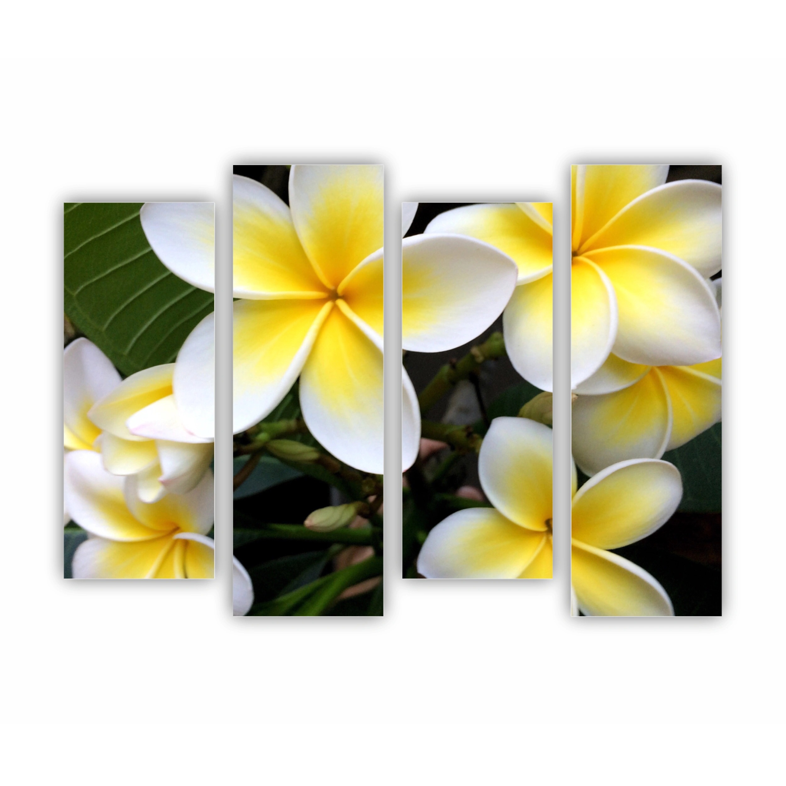 Plumeria 15