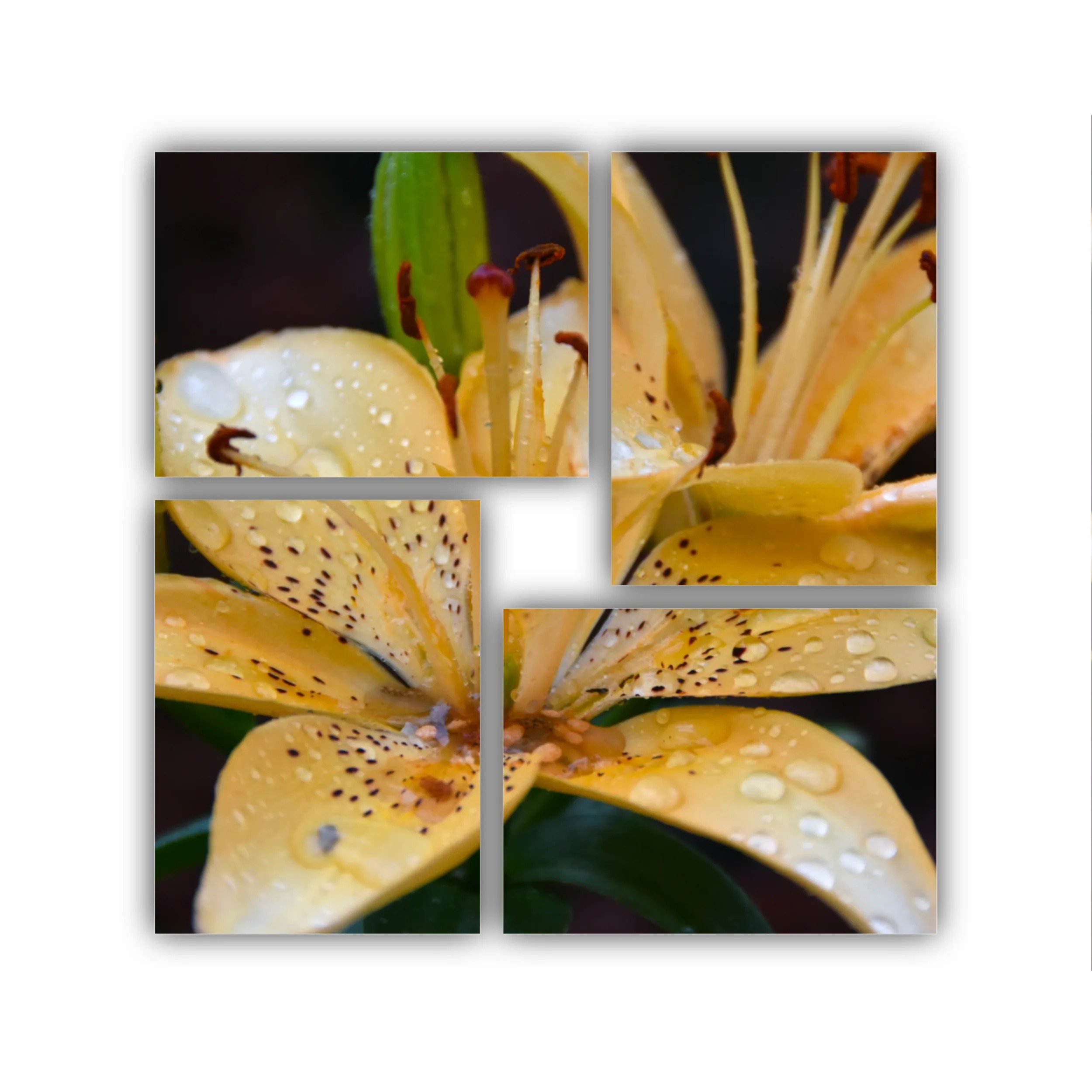 Crini - Lilies