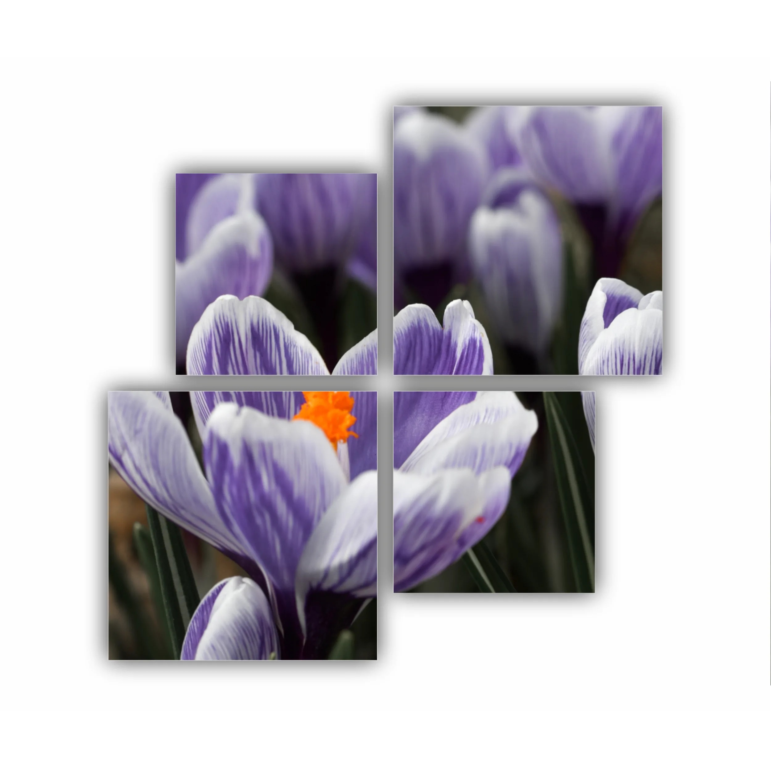 Crocus