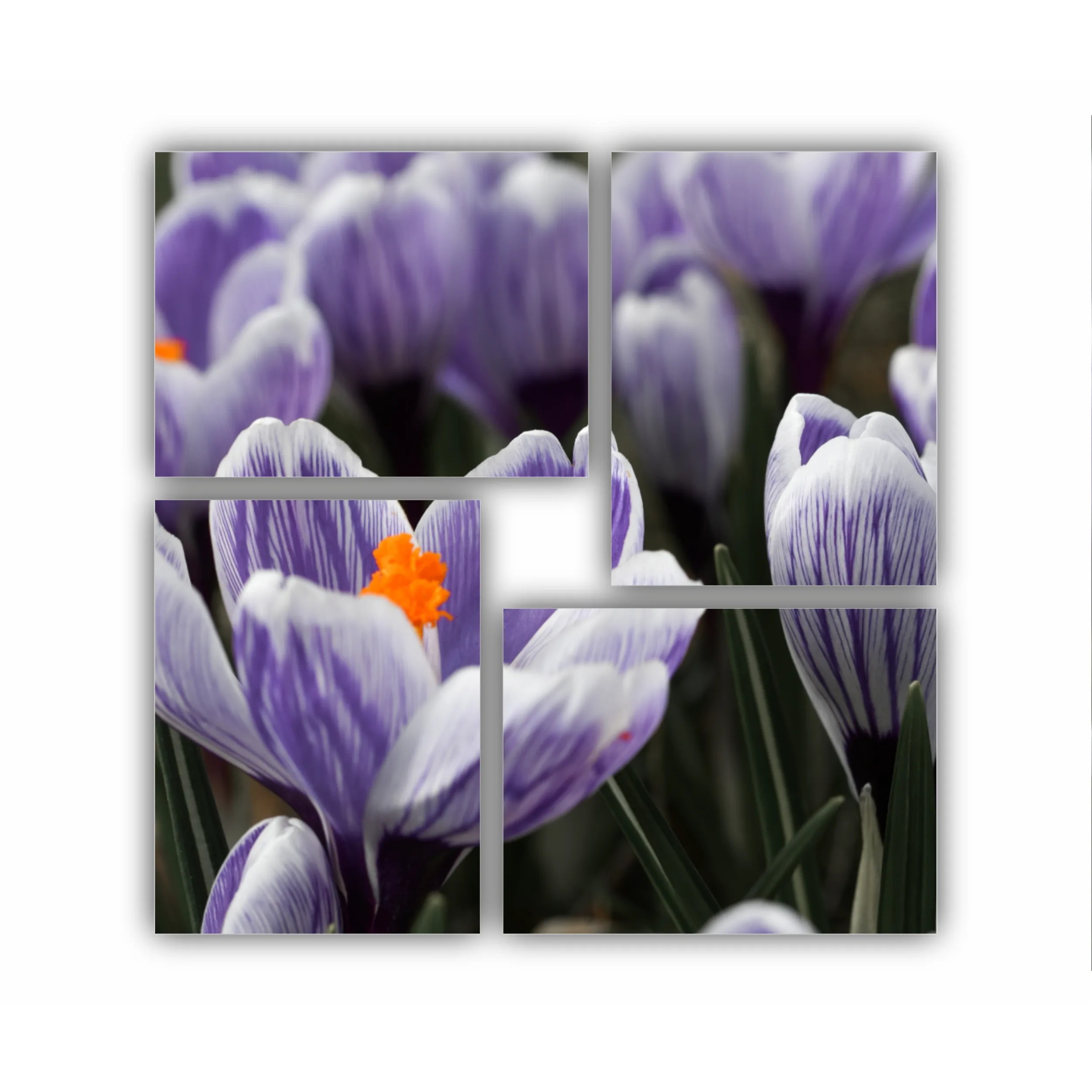 Crocus
