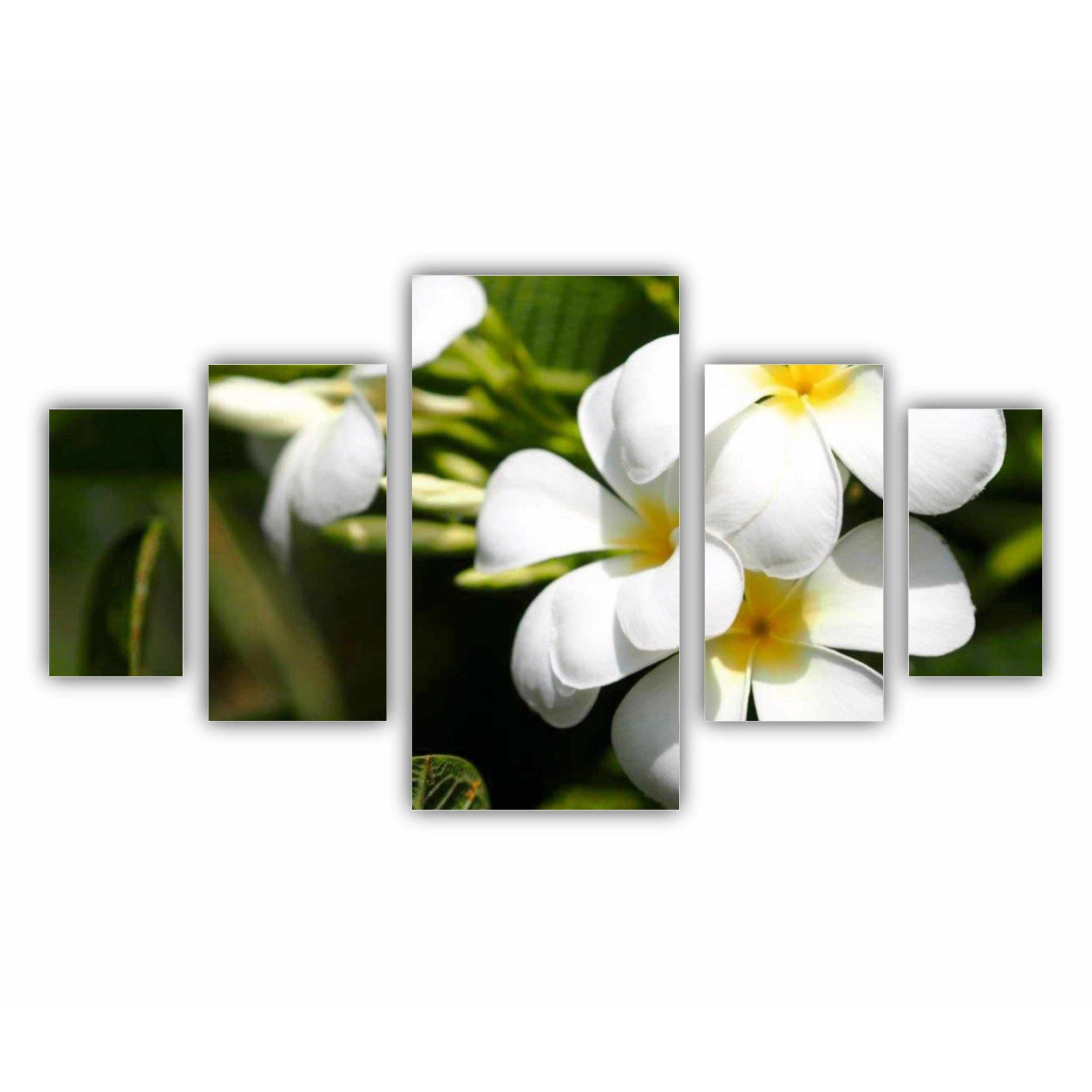 Plumeria 1