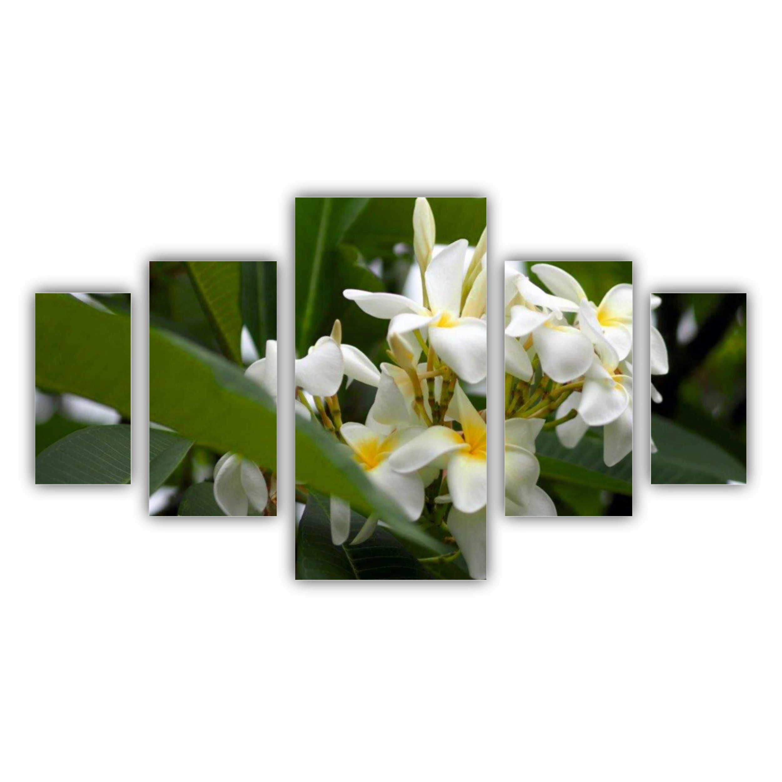 Plumeria 3