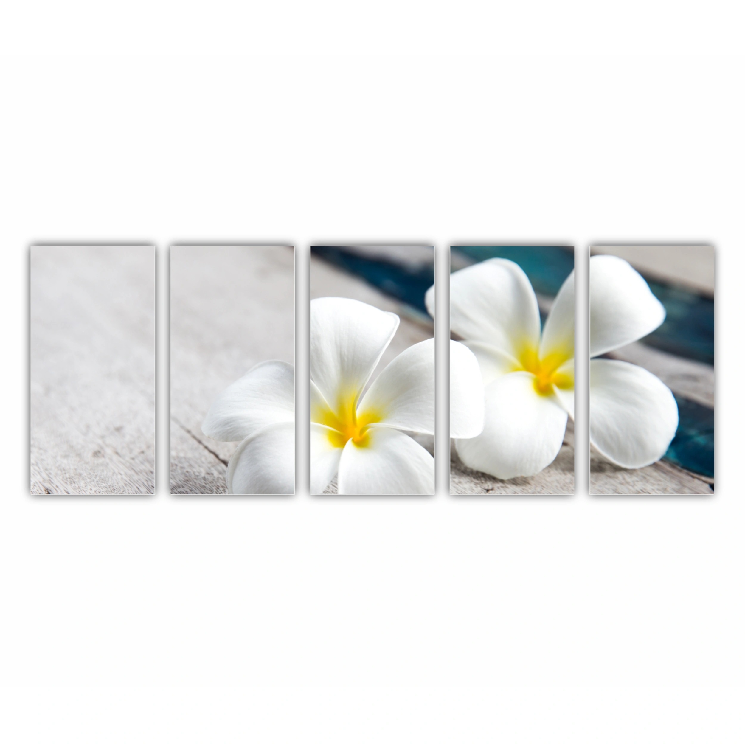 Plumeria 4