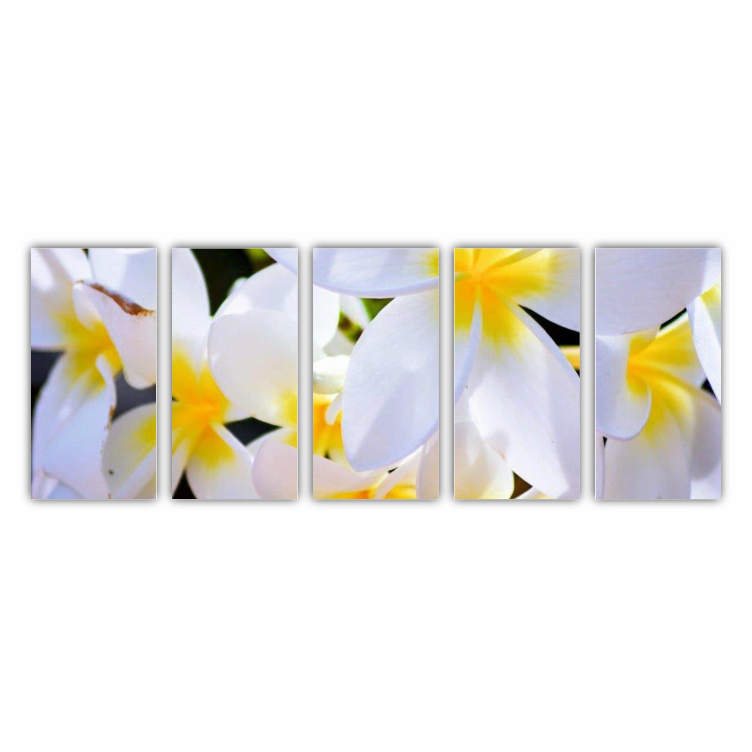 Plumeria 8