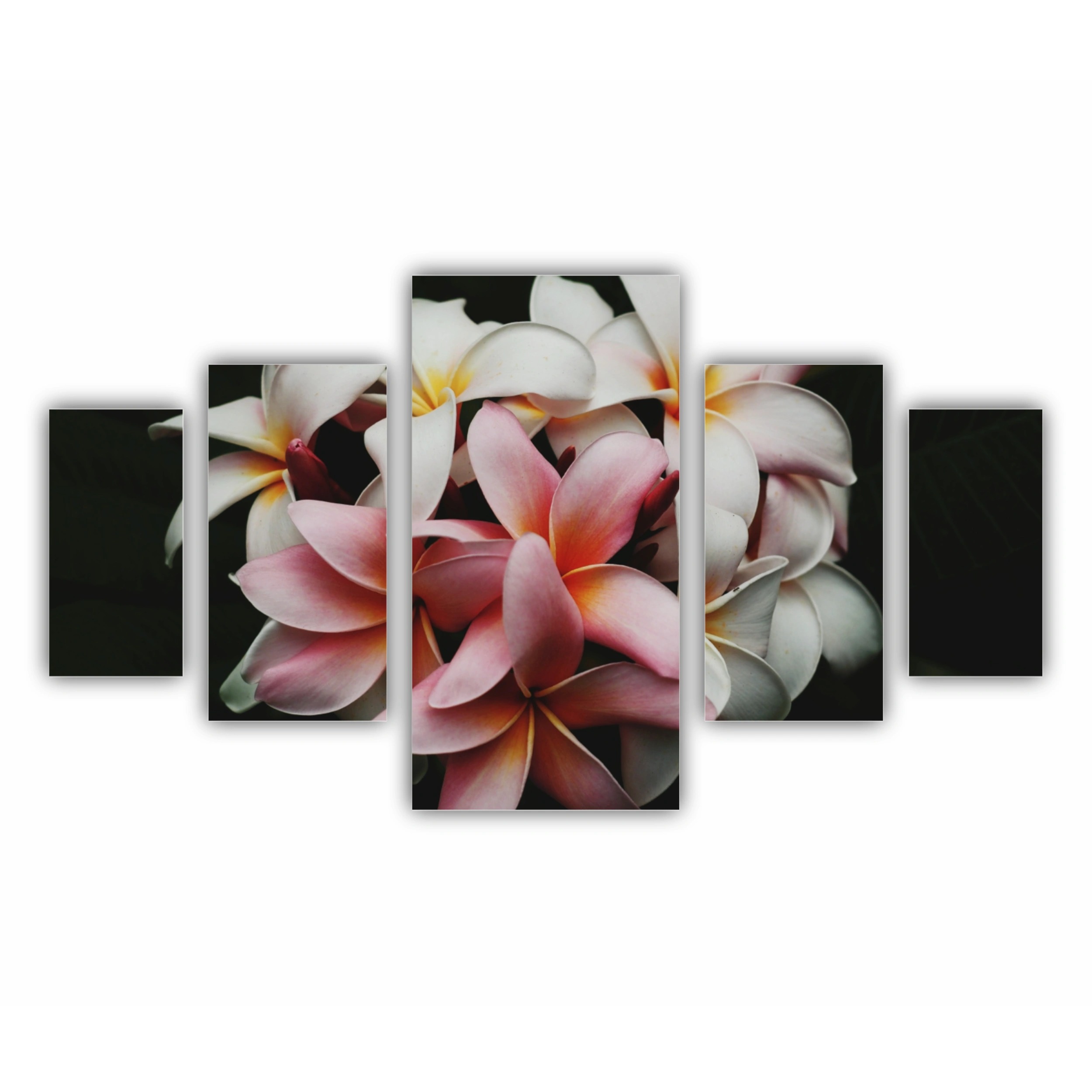Plumeria 9