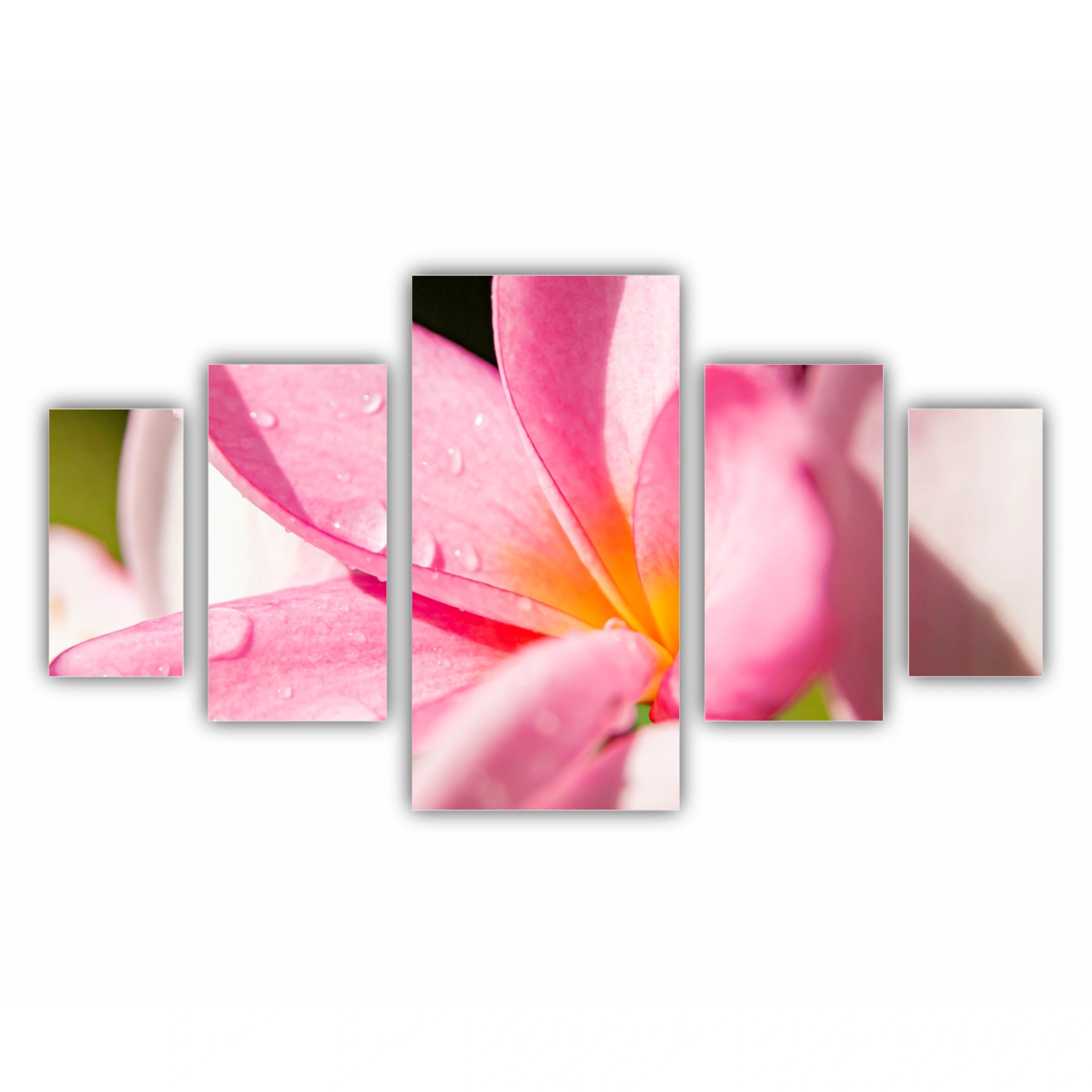 Plumeria 10