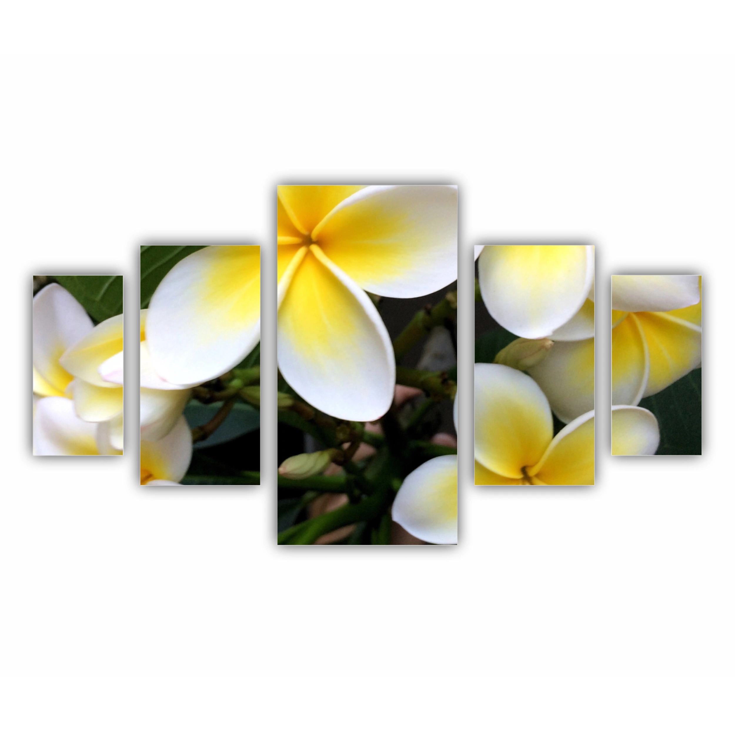 Plumeria 15
