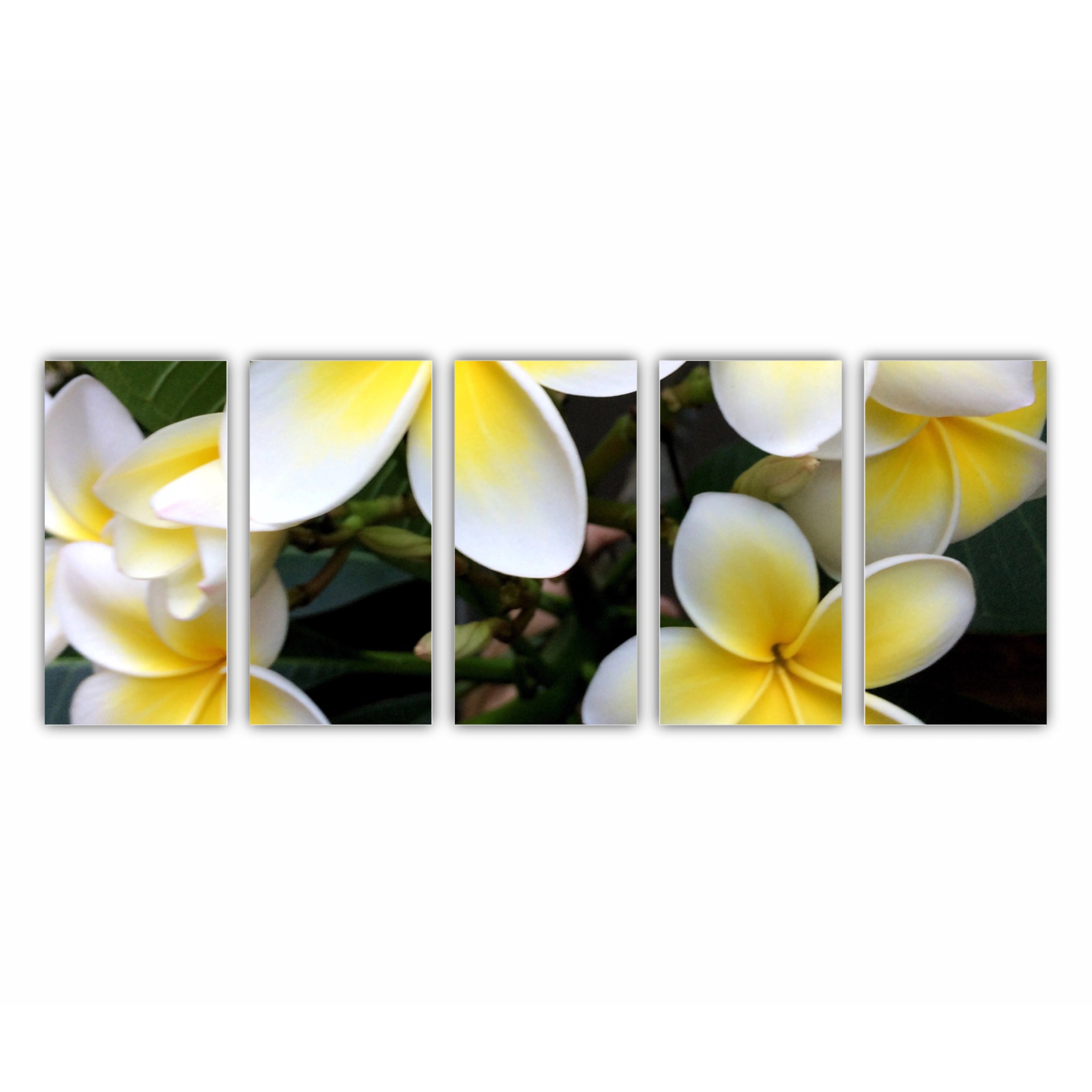 Plumeria 15