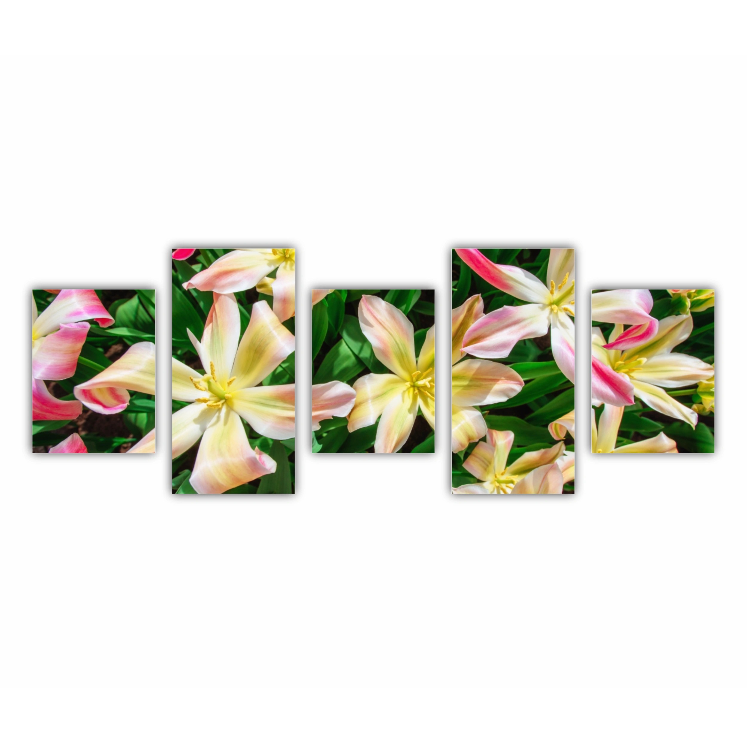 Plumeria 18