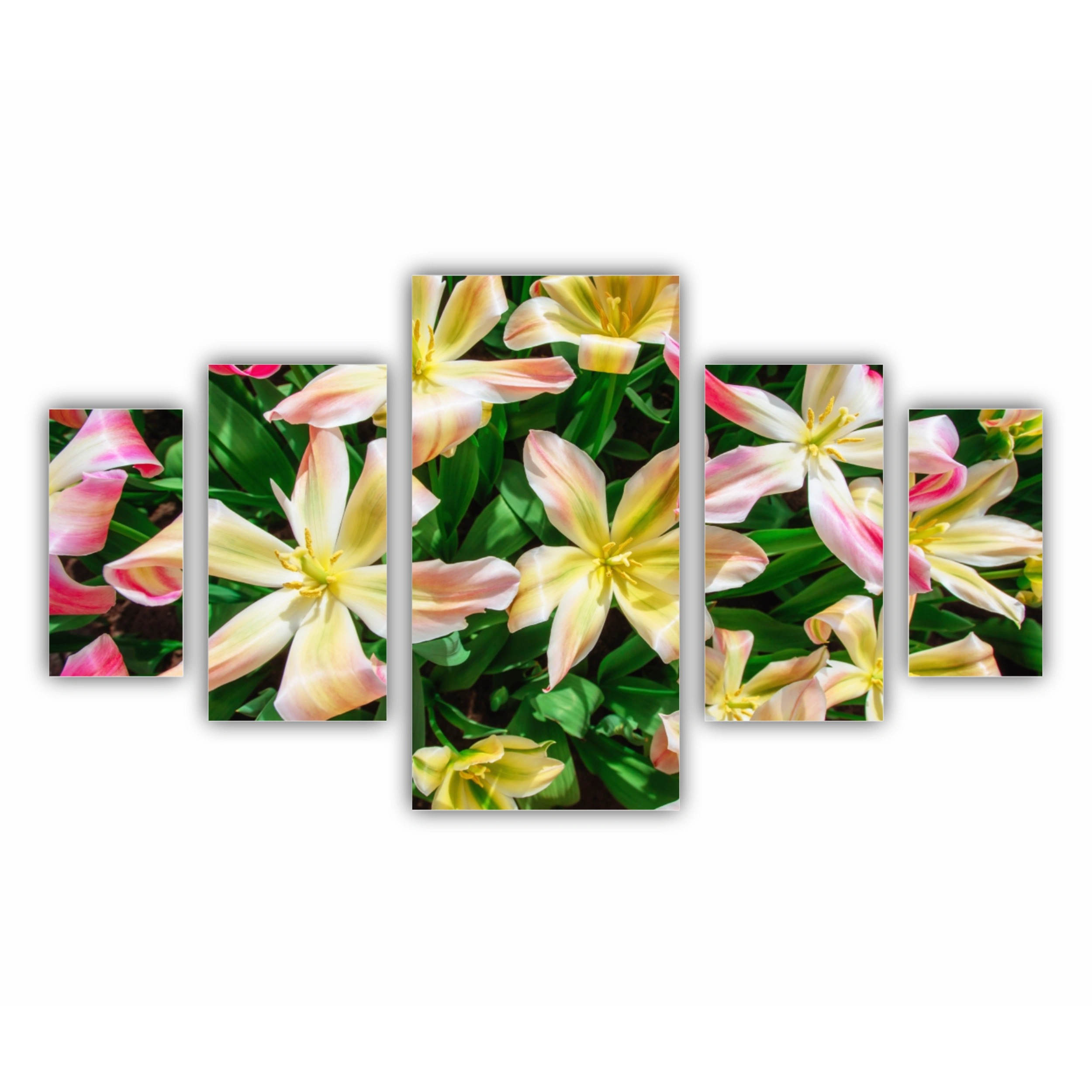Plumeria 18