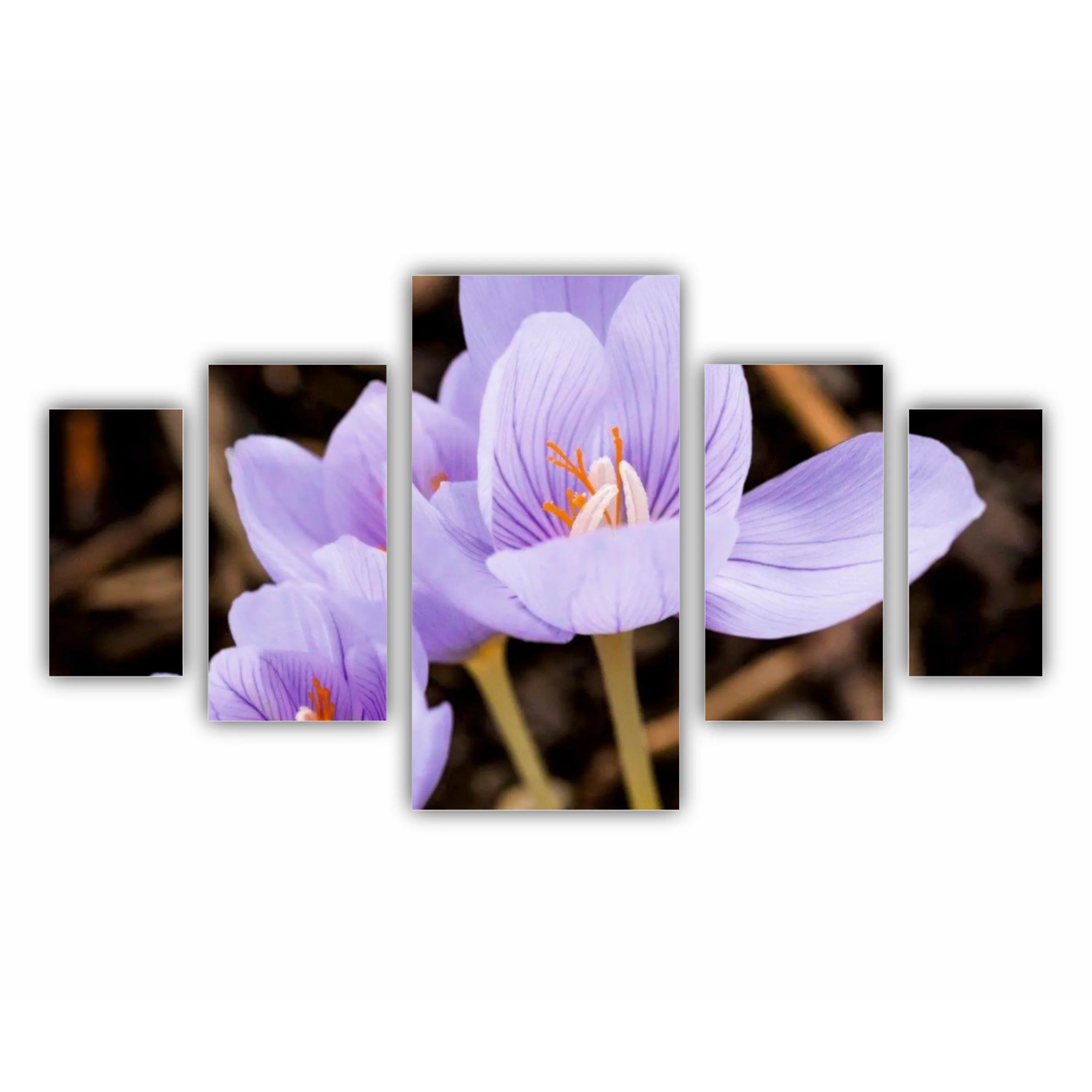 Crocus purpuriu 3