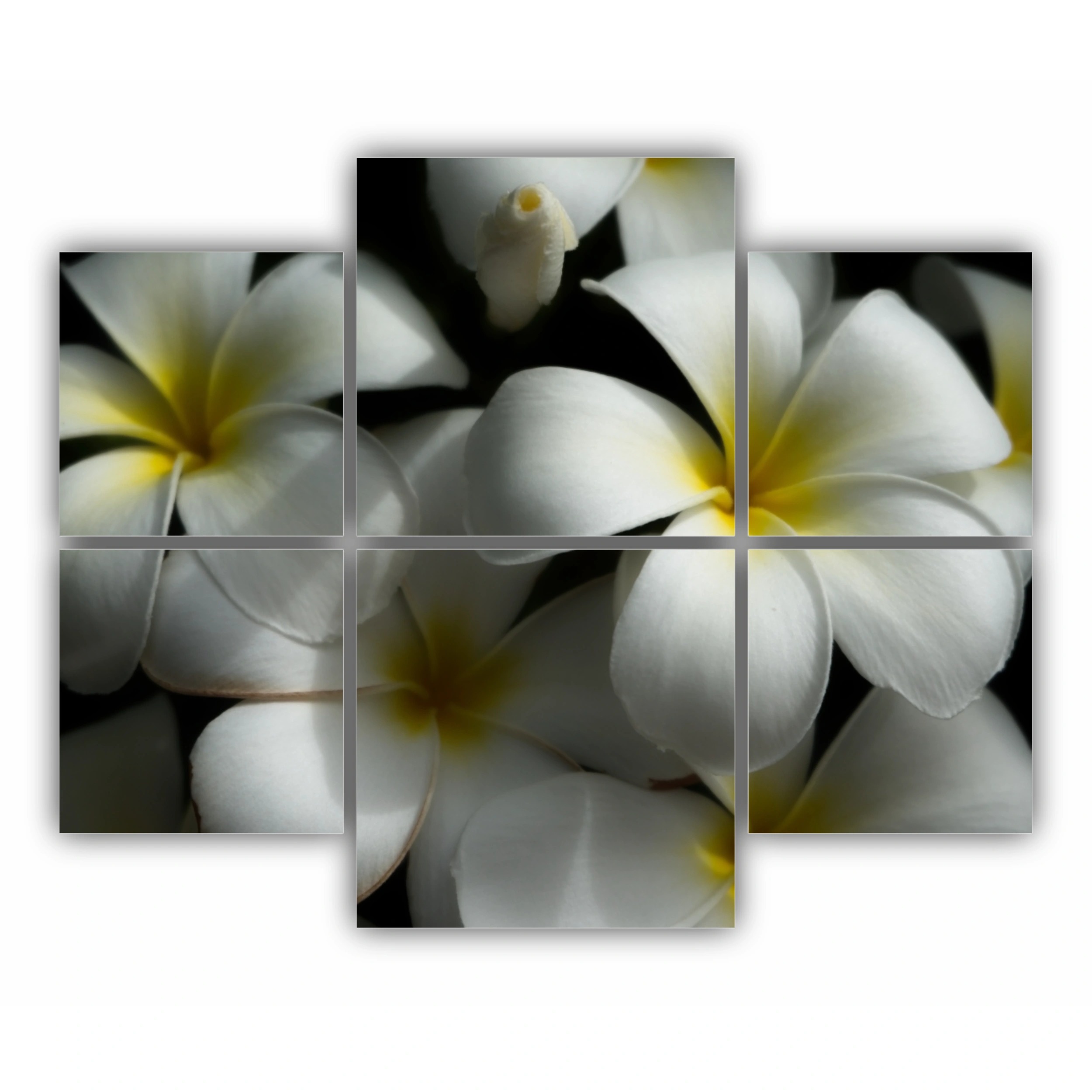 Plumeria 11