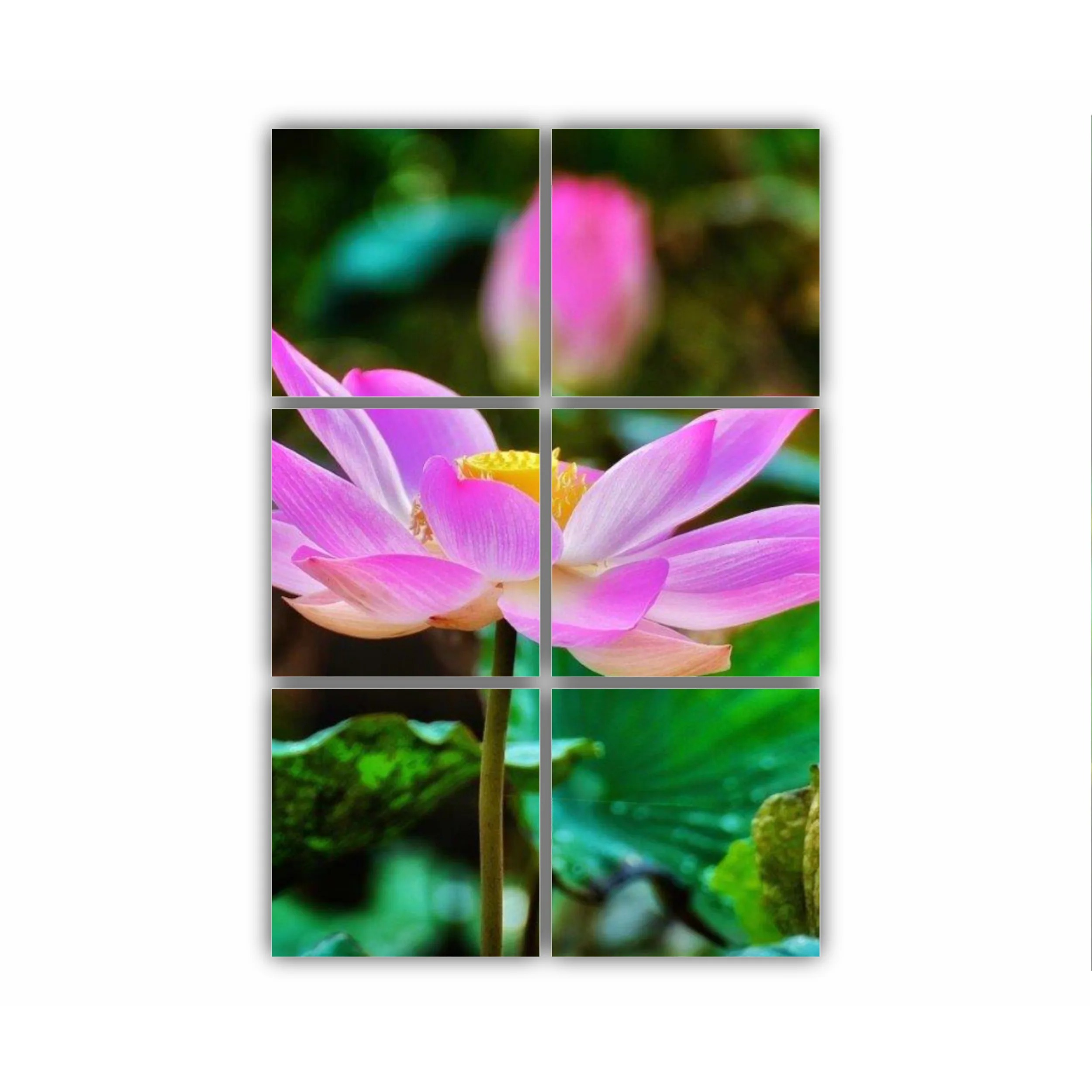 Floarea de lotus