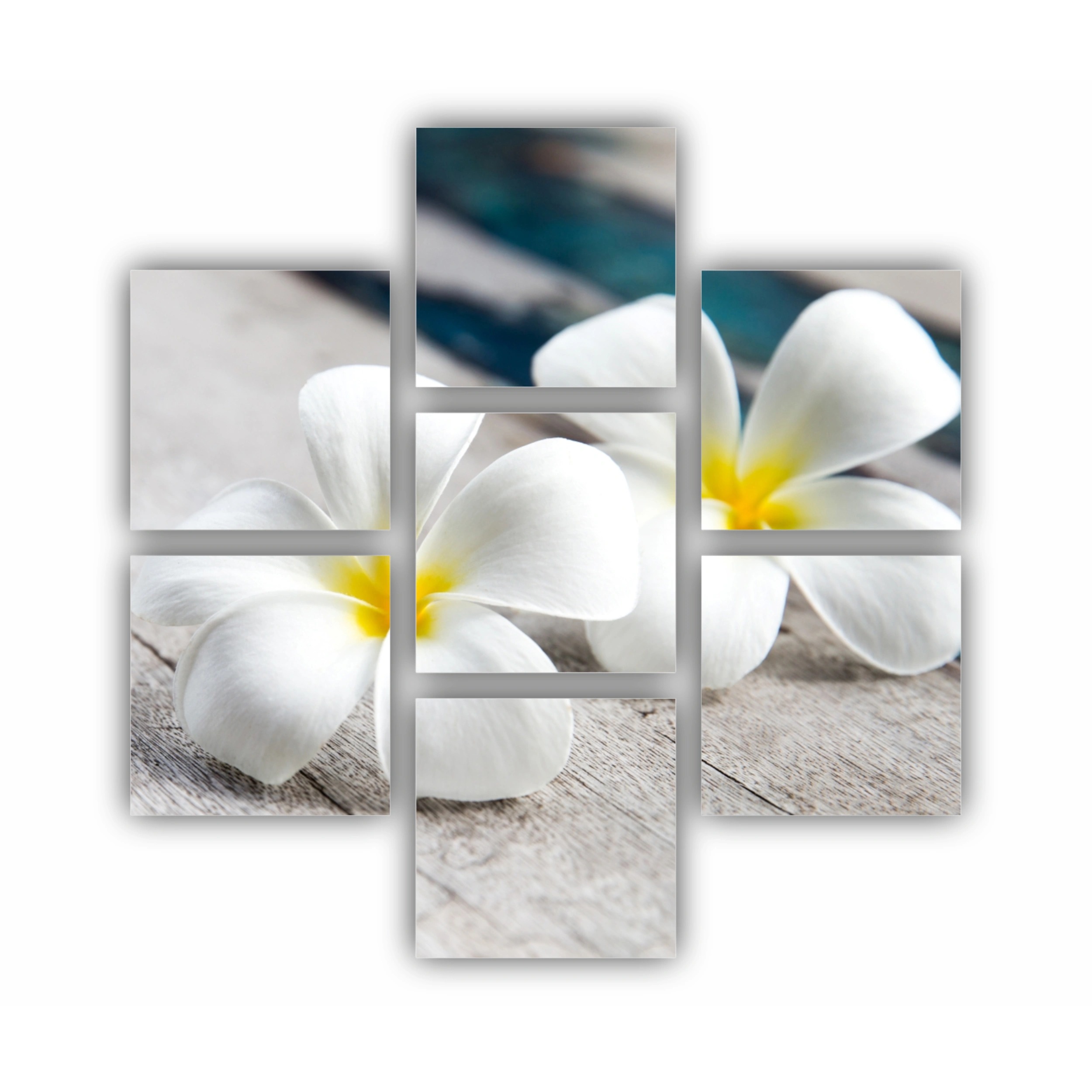 Plumeria 4
