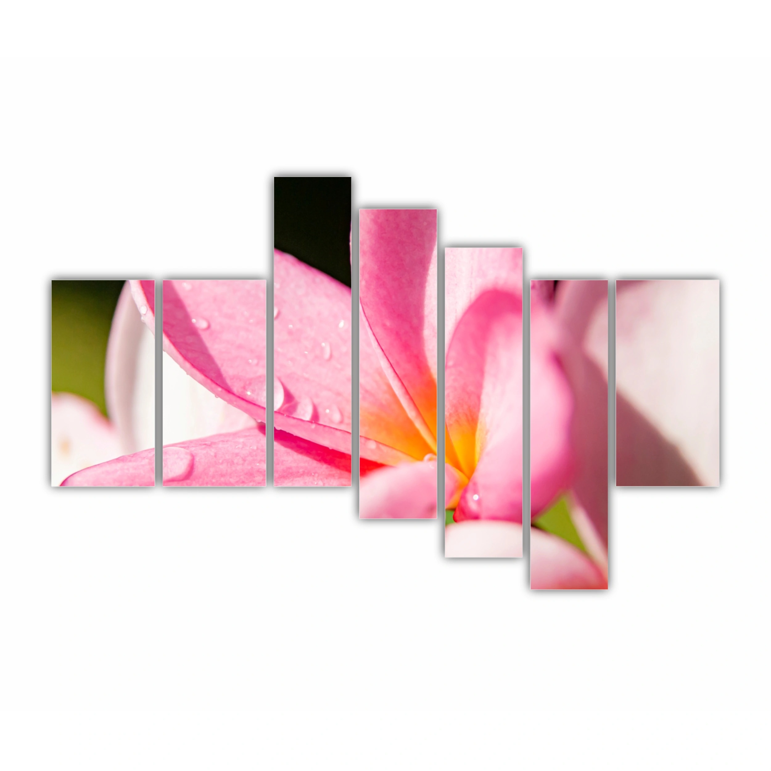 Plumeria 10