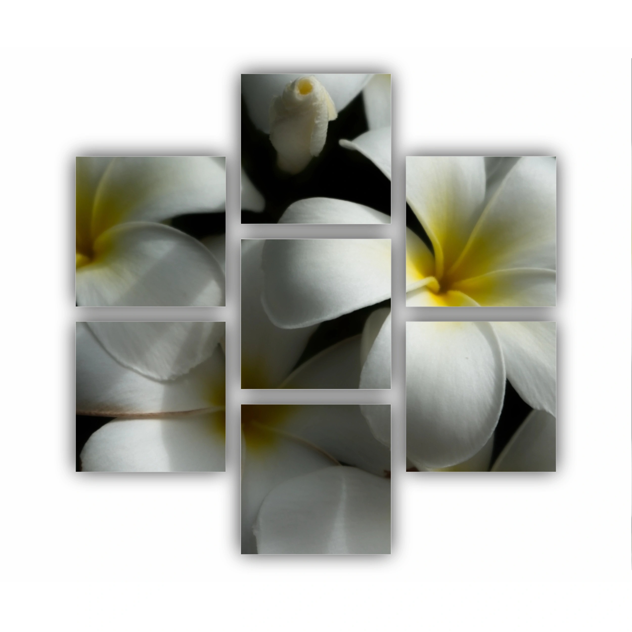 Plumeria 11