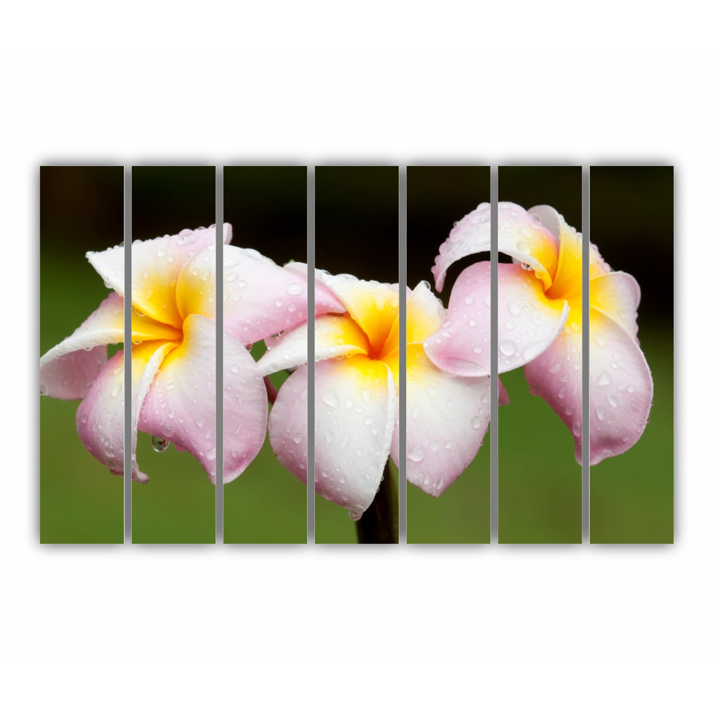 Plumeria 12