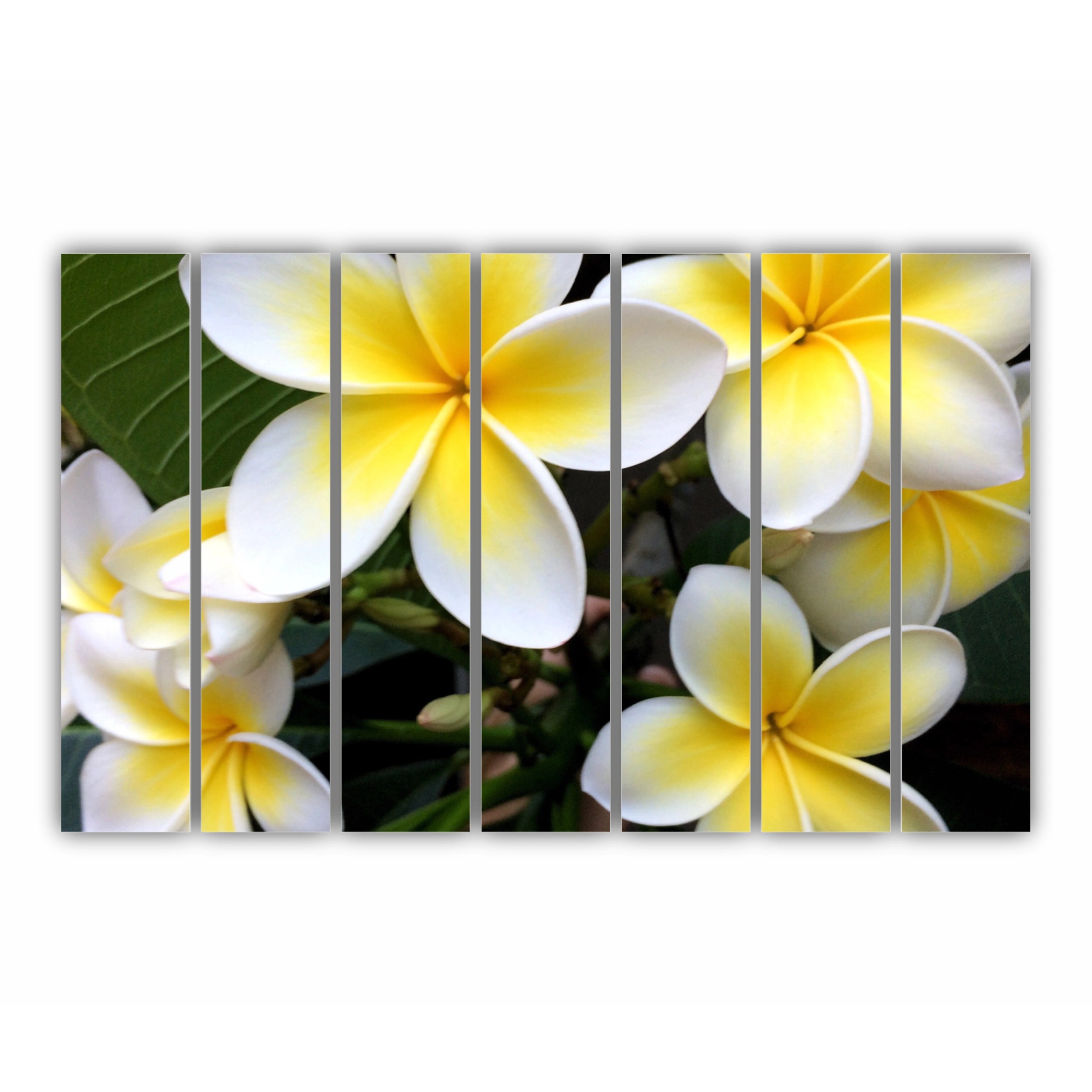 Plumeria 15