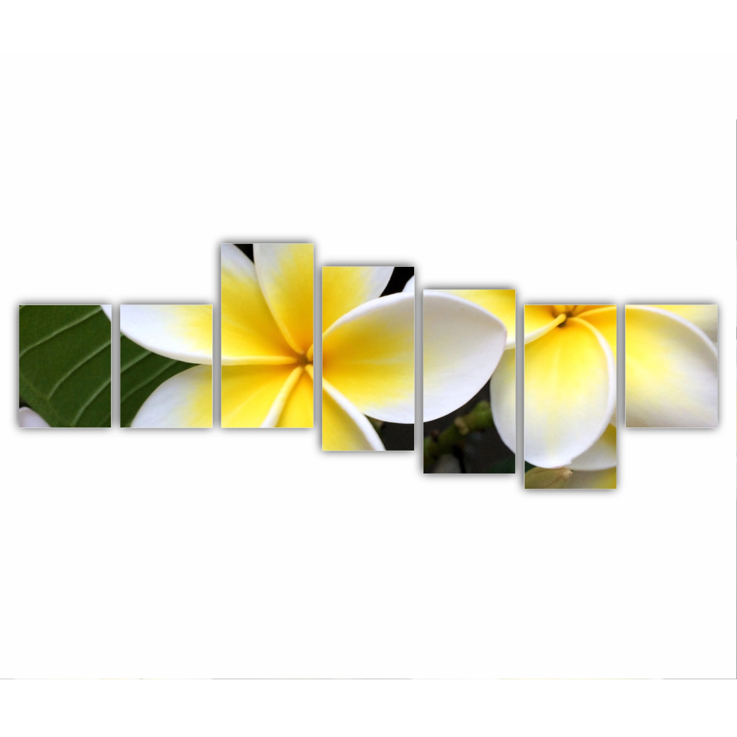 Plumeria 15