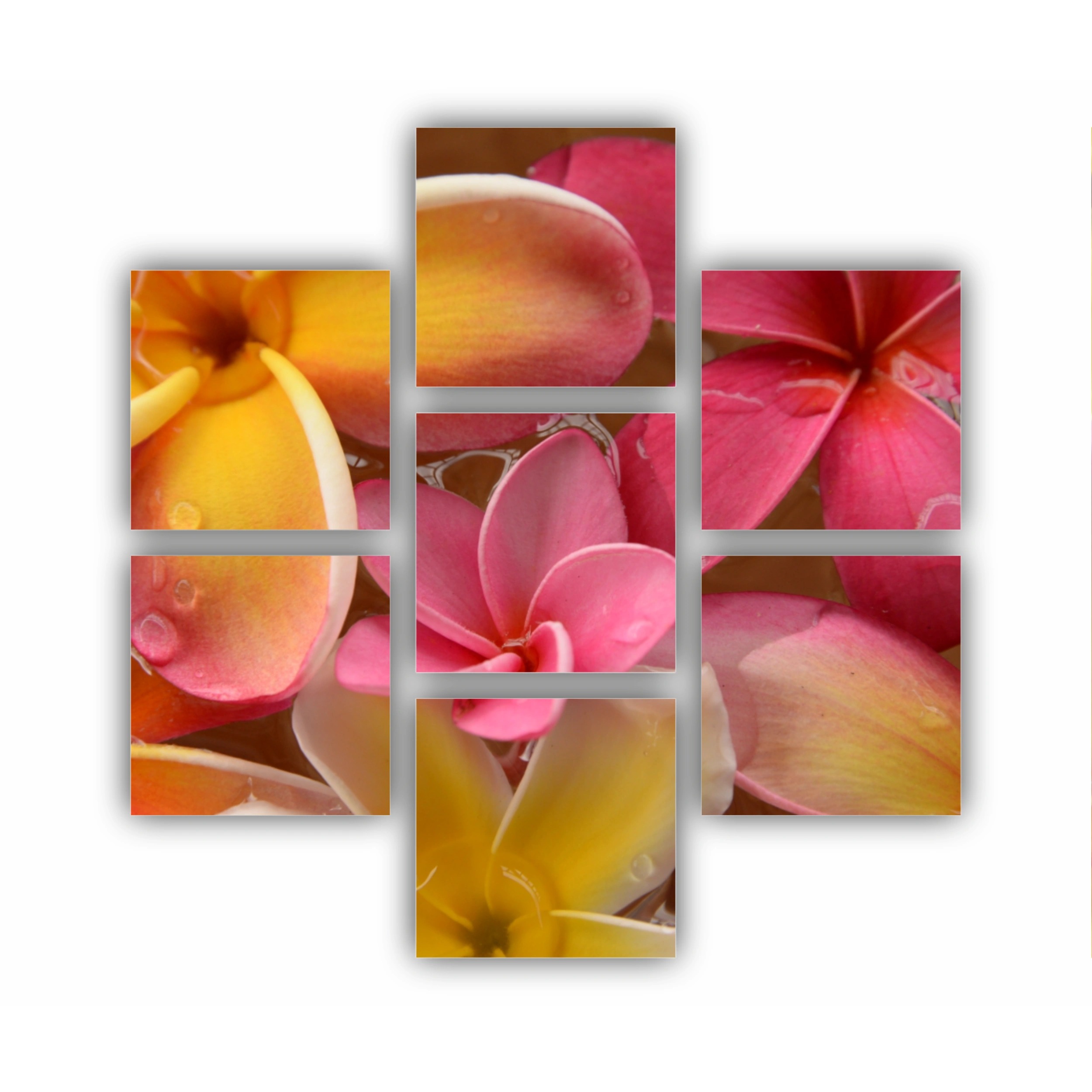Plumeria 17