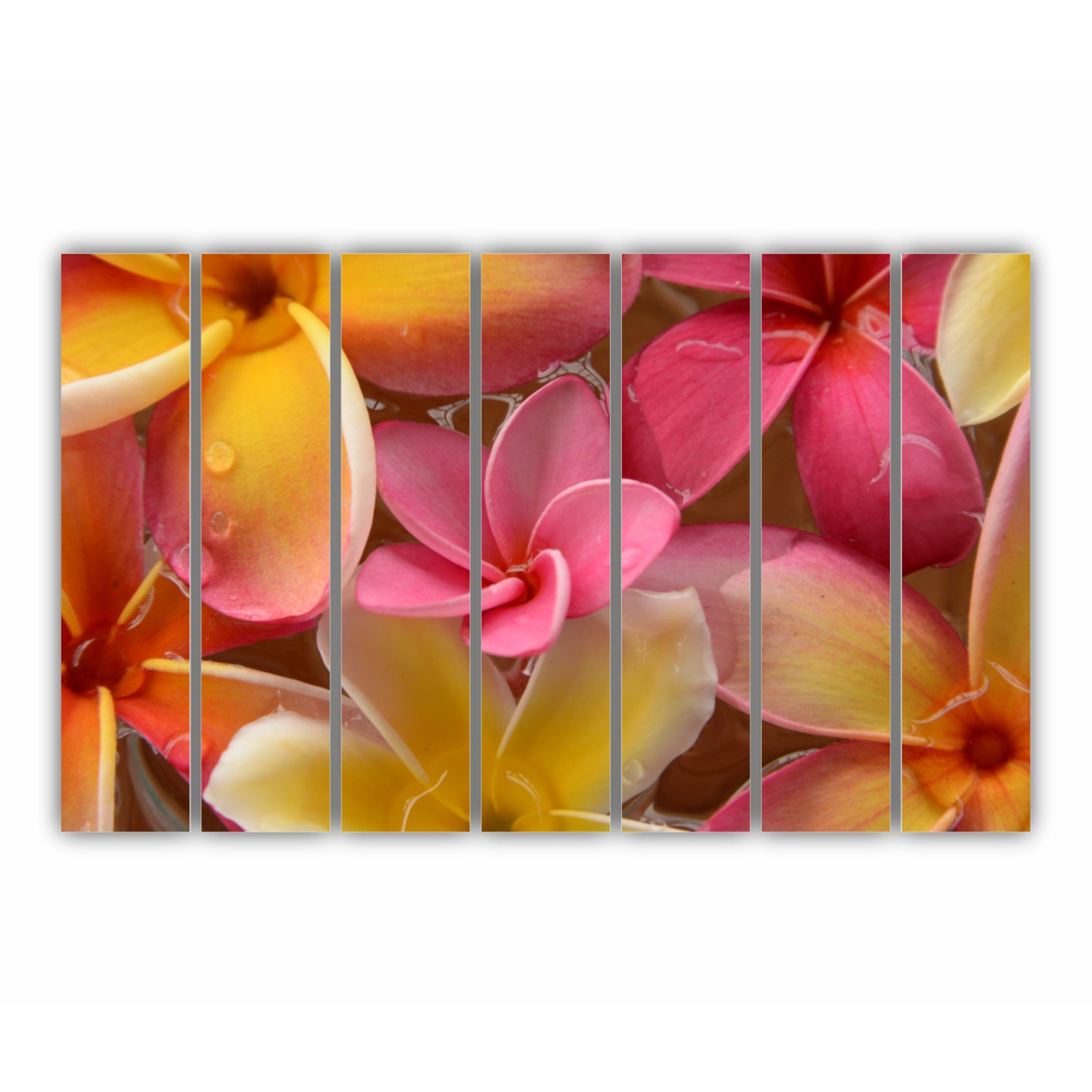 Plumeria 17